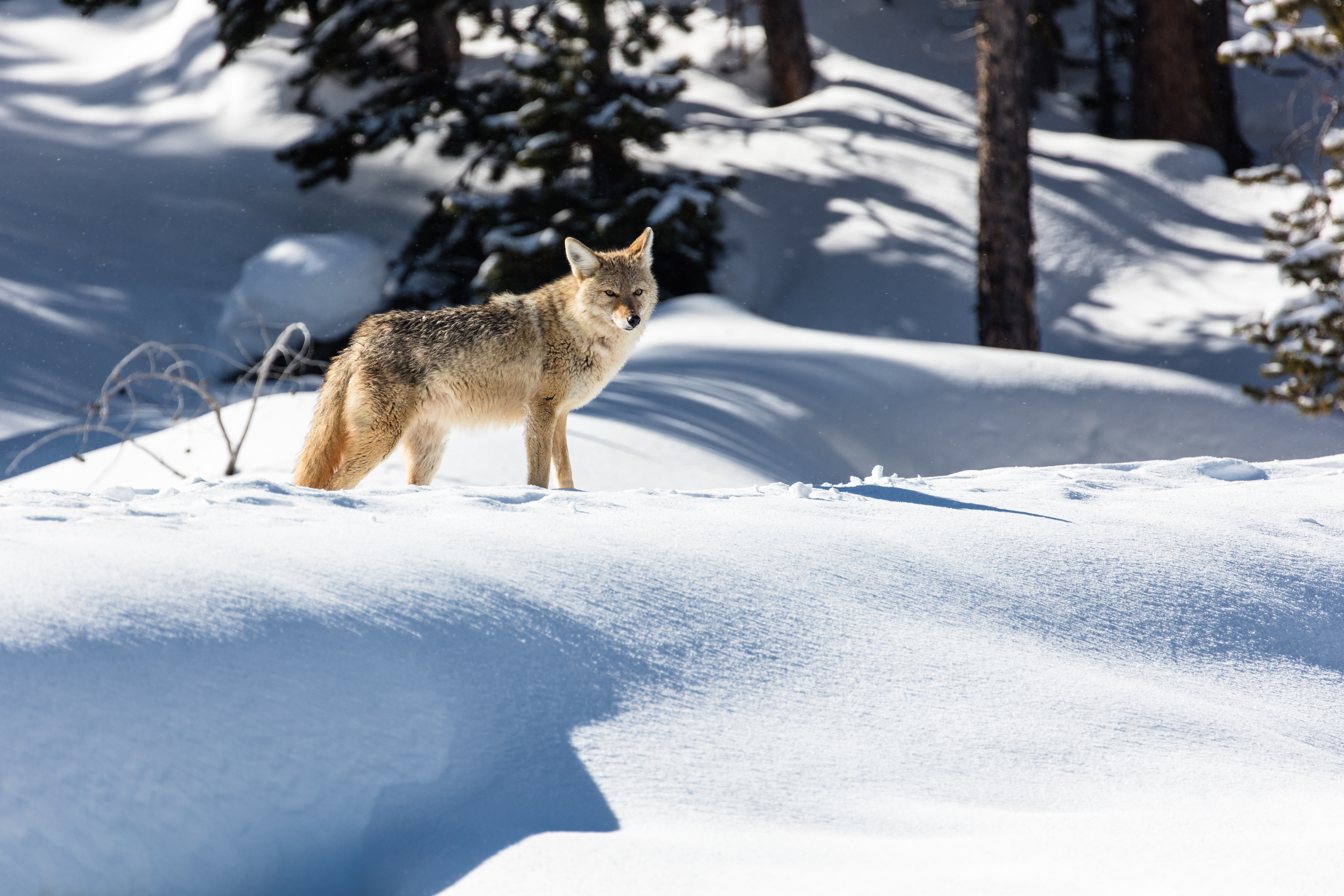 132074 baixar papel de parede neve, animais, cinza, predator, predador, lobo - protetores de tela e imagens gratuitamente
