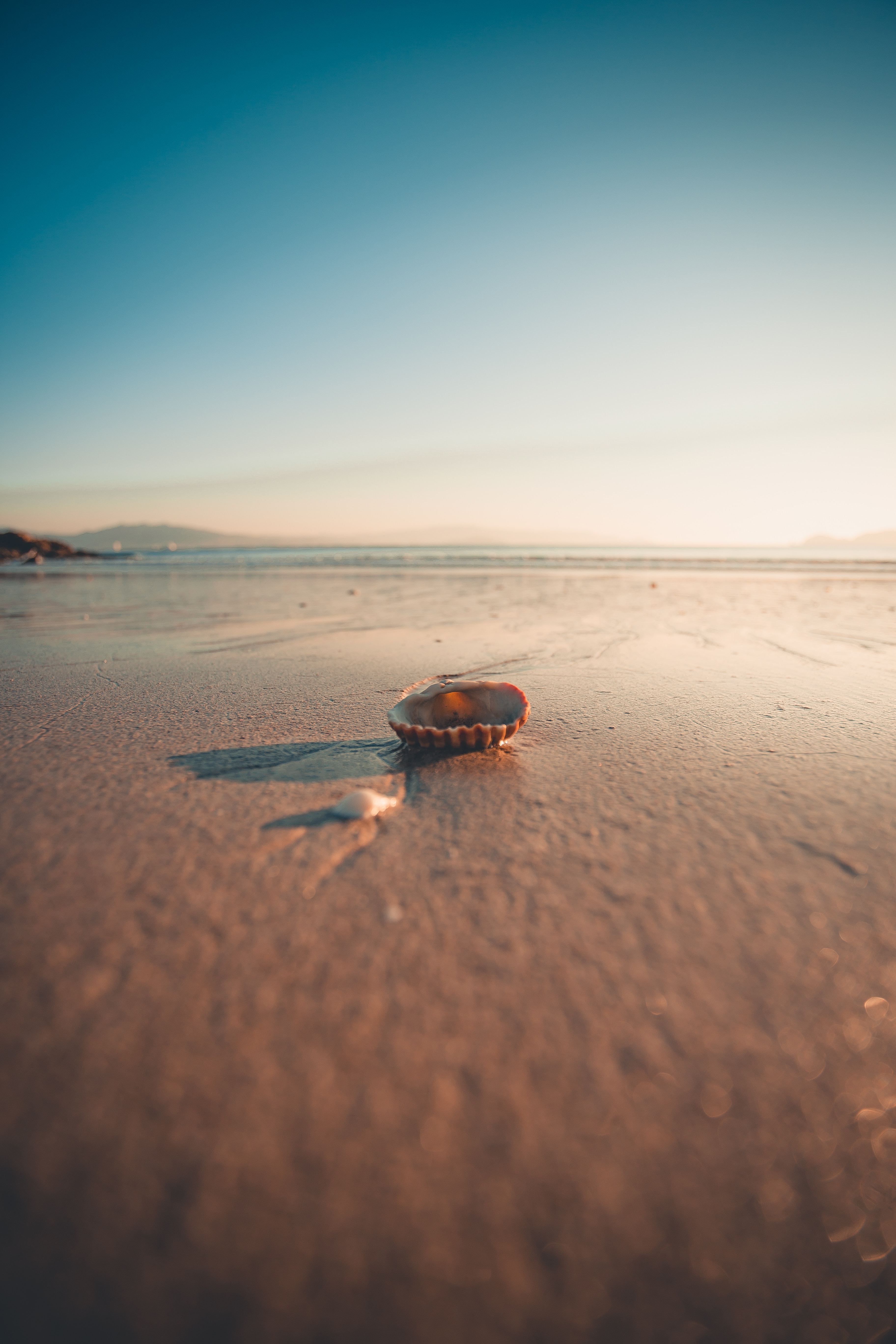 sand, beach, macro, shell