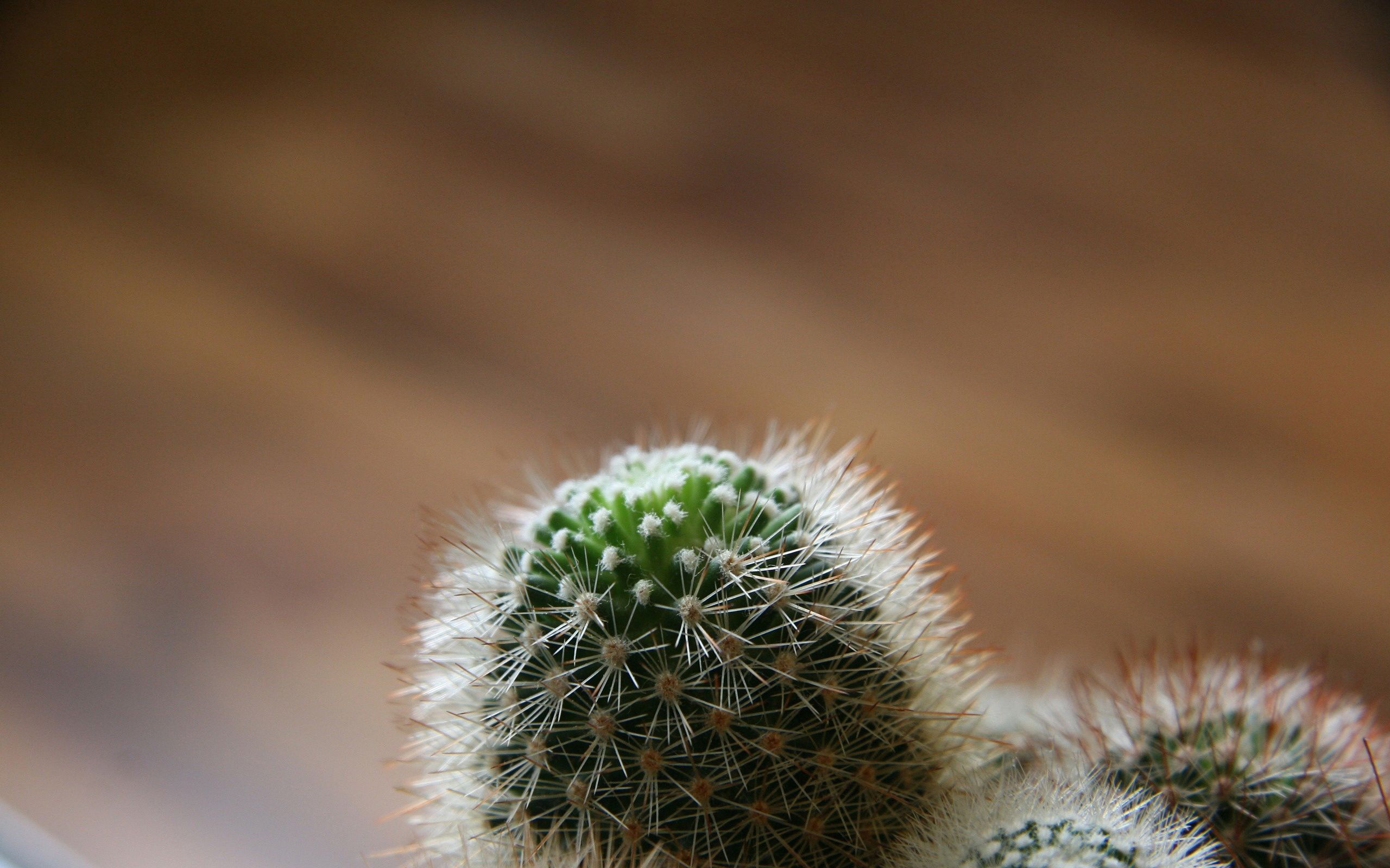 HD photos cactus, green, spiny, white