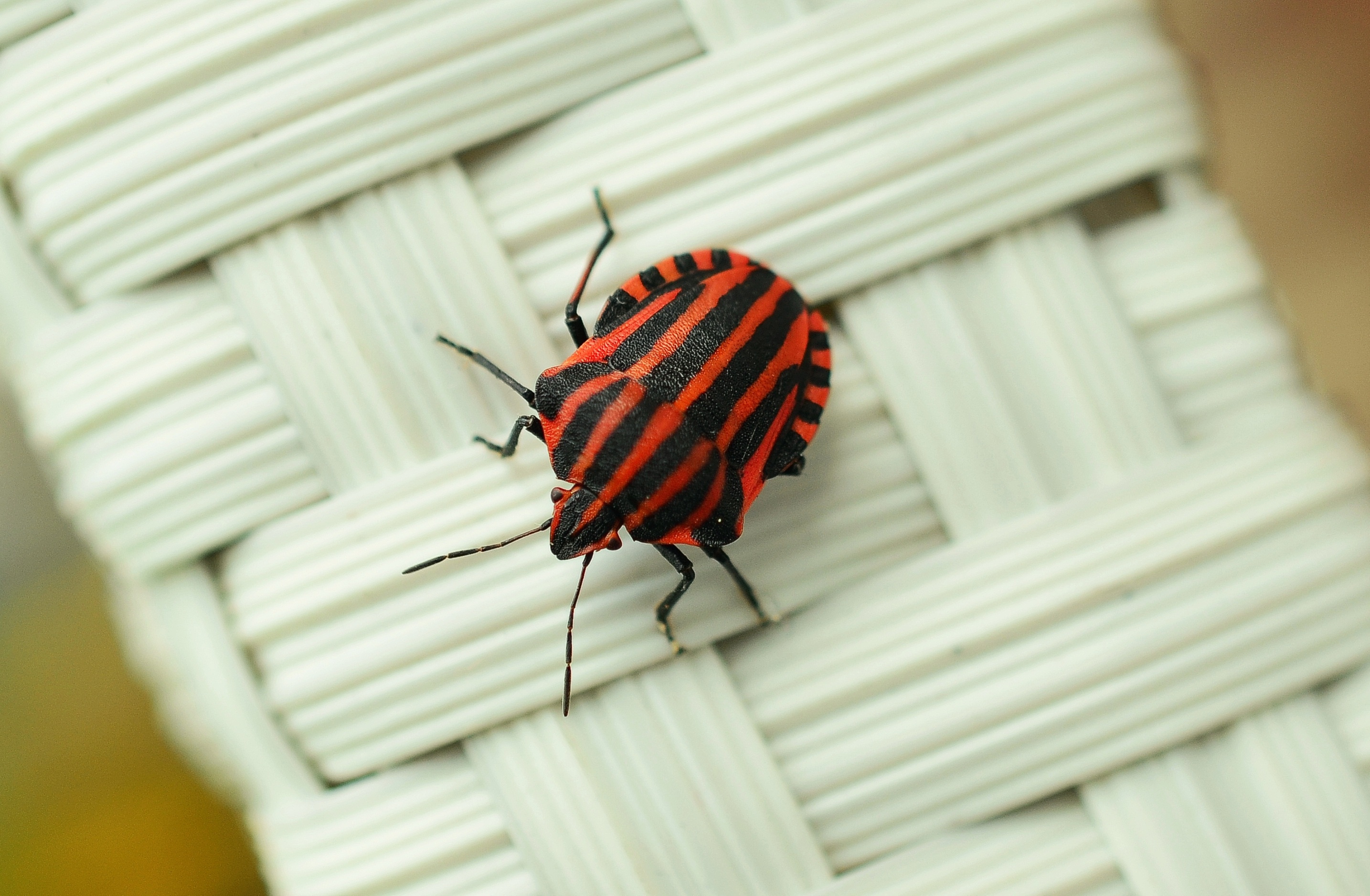 120177 Bild herunterladen käfer, makro, oberfläche, insekt, fehler - Hintergrundbilder und Bildschirmschoner kostenlos