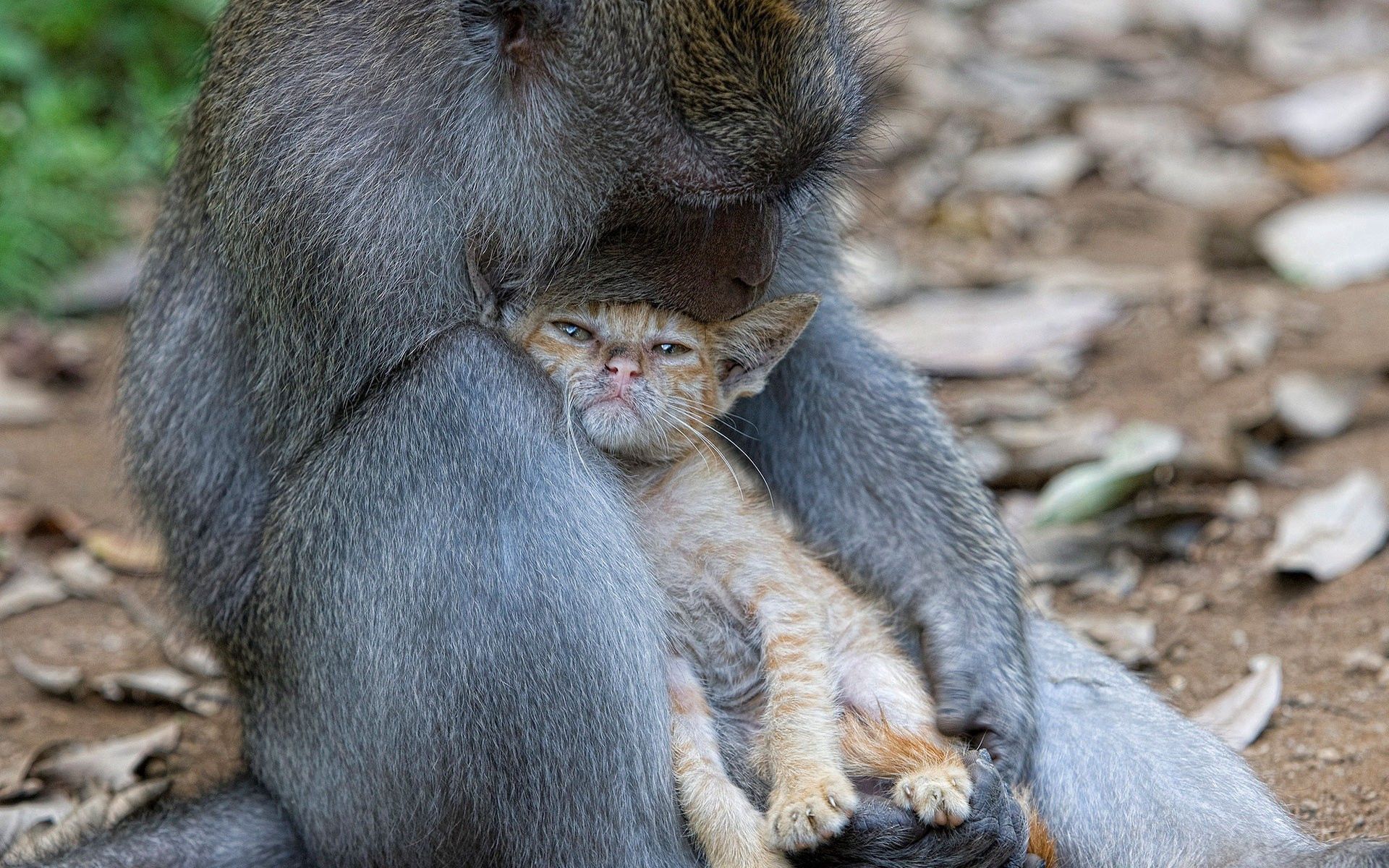 Monkey cat, care, embrace, animals 4k Wallpaper