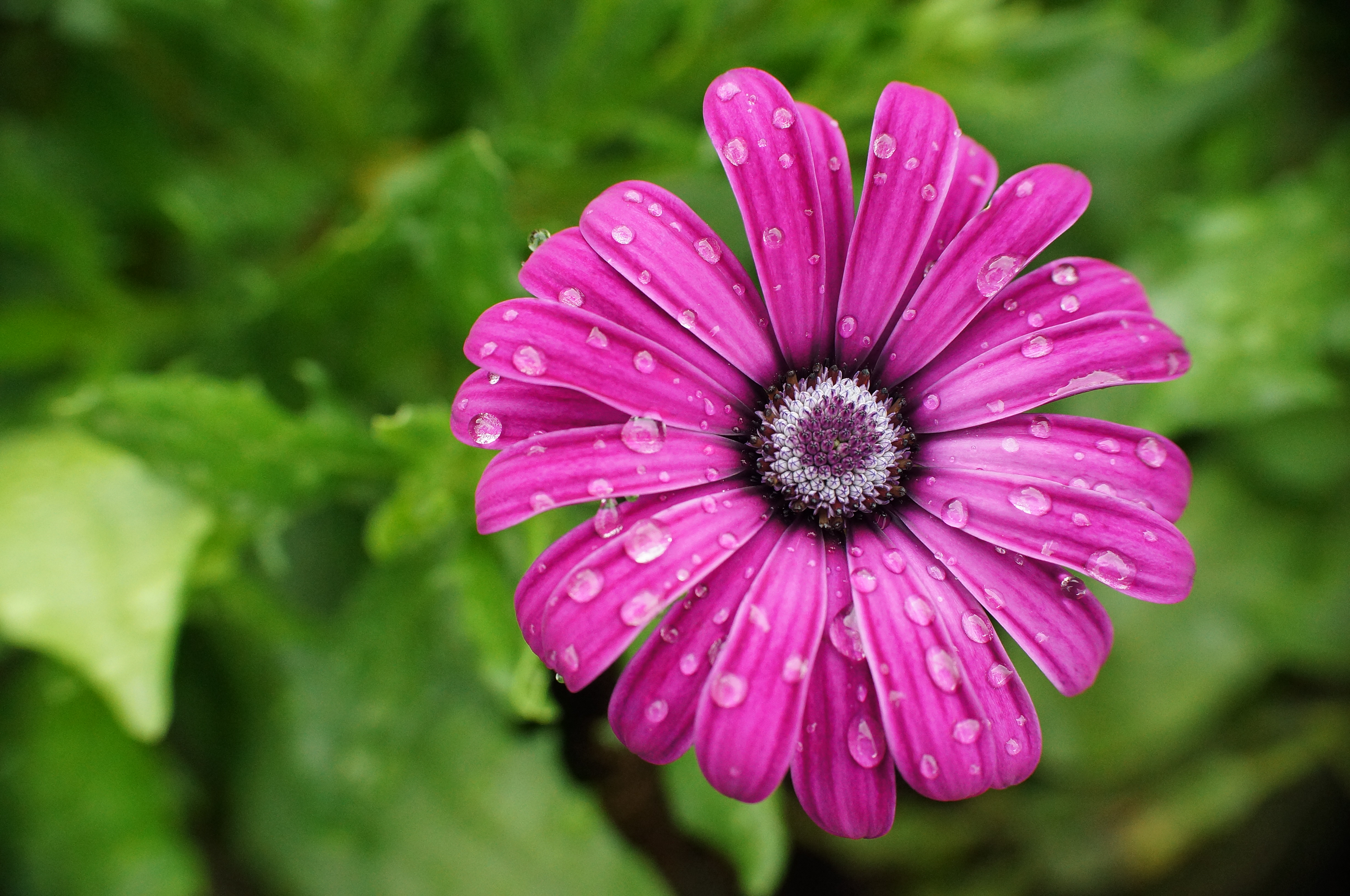 Download mobile wallpaper Drops, Flowers, Flower, Petals, Wet, Daisy for free.