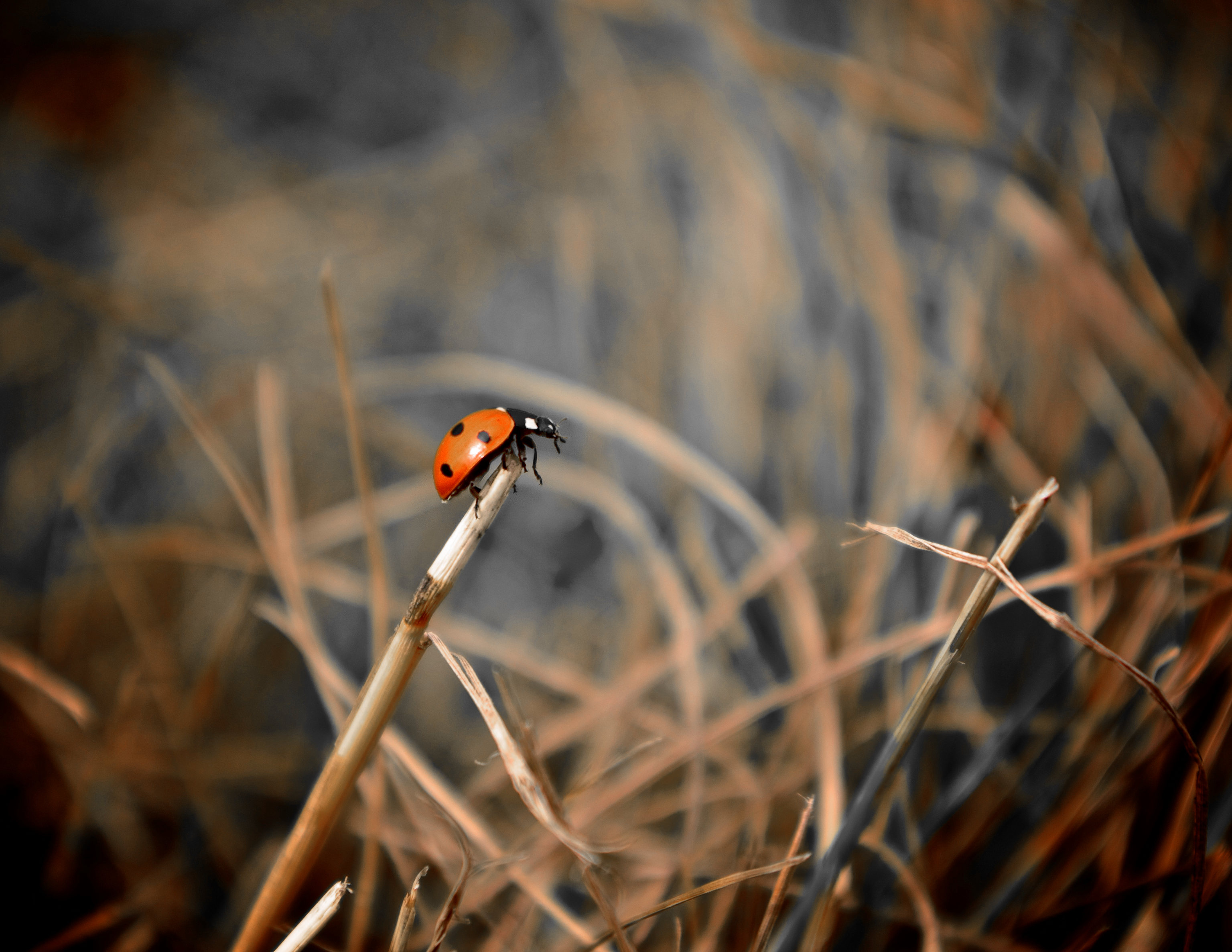 Smartphone Background grass, ladybird, ladybug, animals