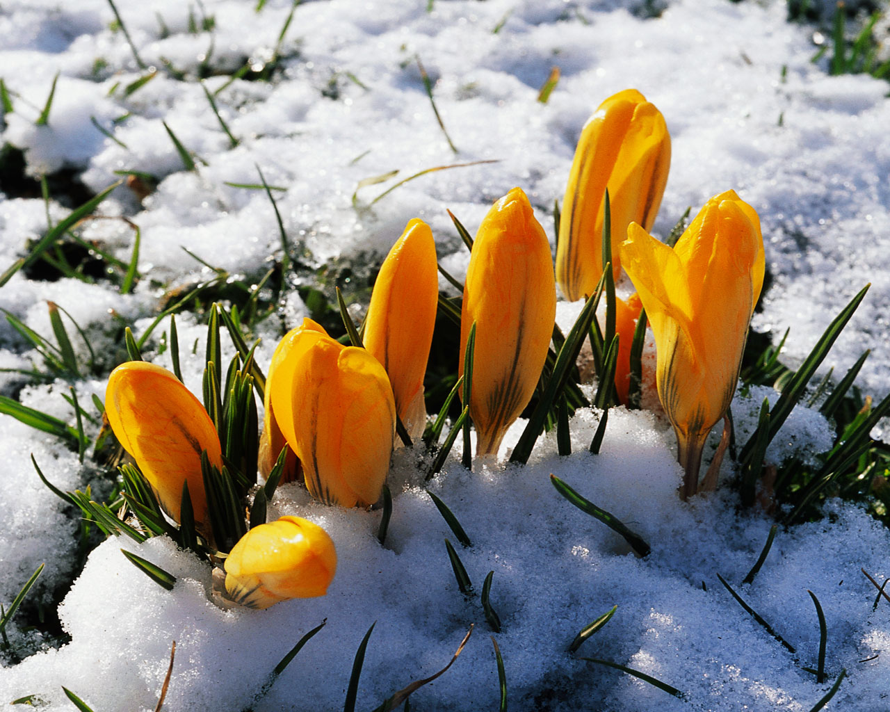 earth, crocus, snow, yellow flower cell phone wallpapers