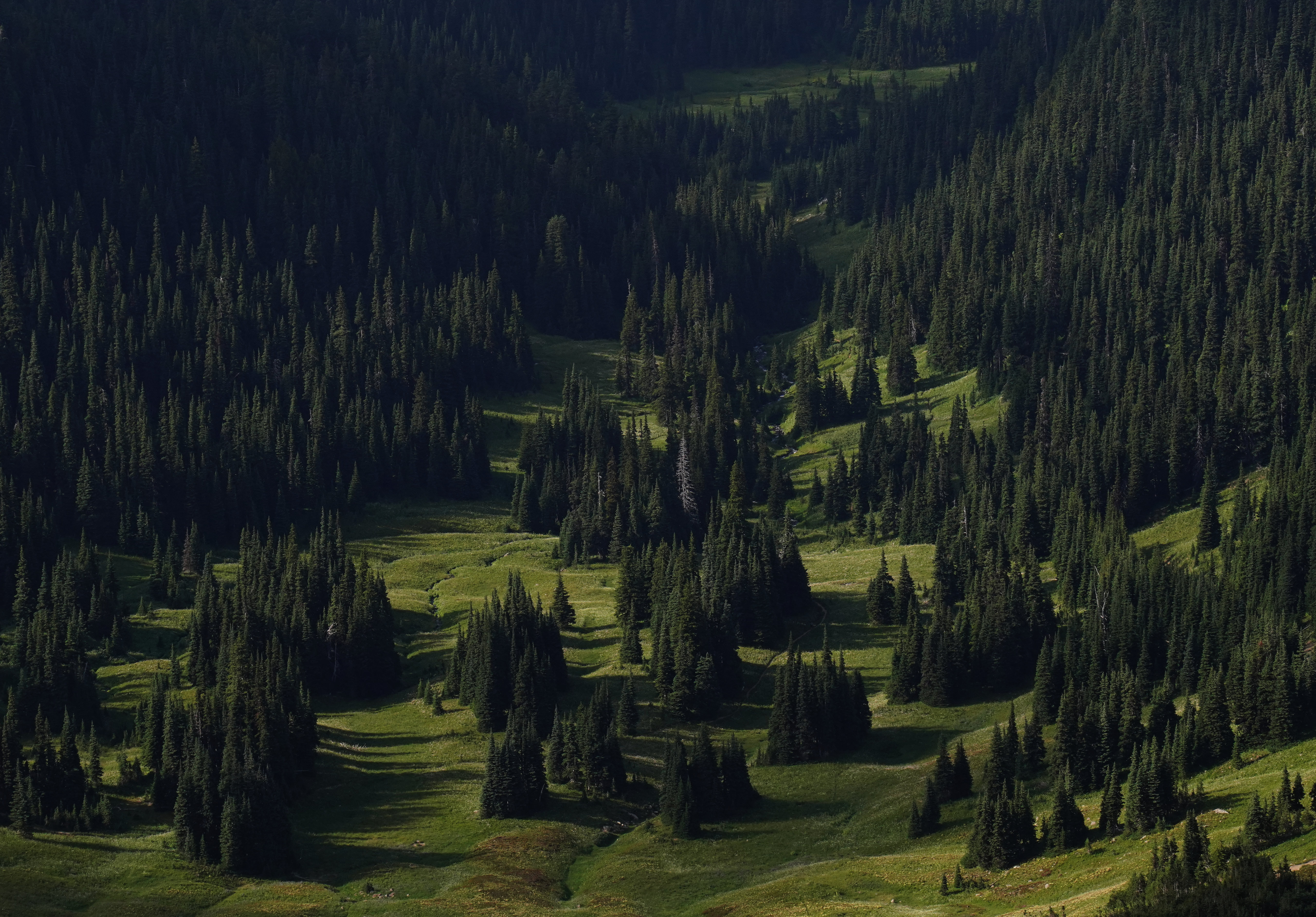 trees, spruce, nature, grass, forest, fir, slope Full HD
