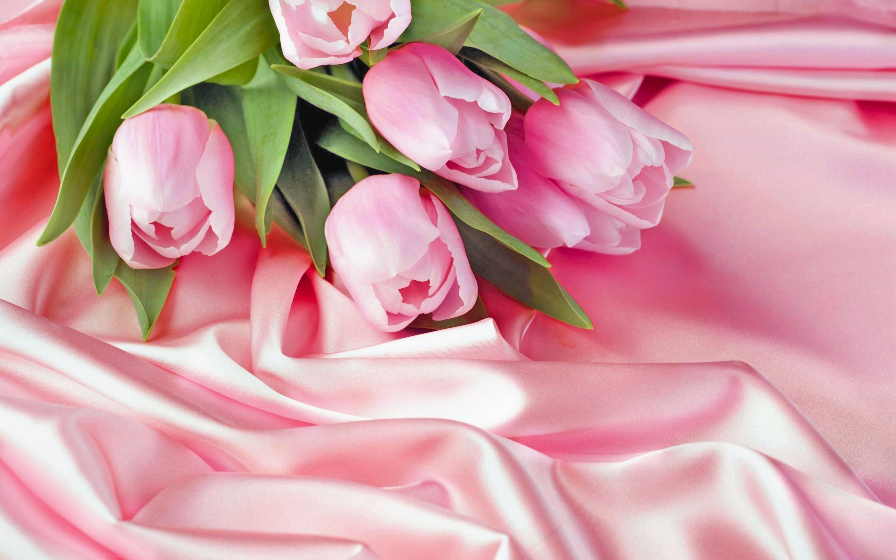 flowers, earth, tulip, flower, pastel, pink flower, spring QHD
