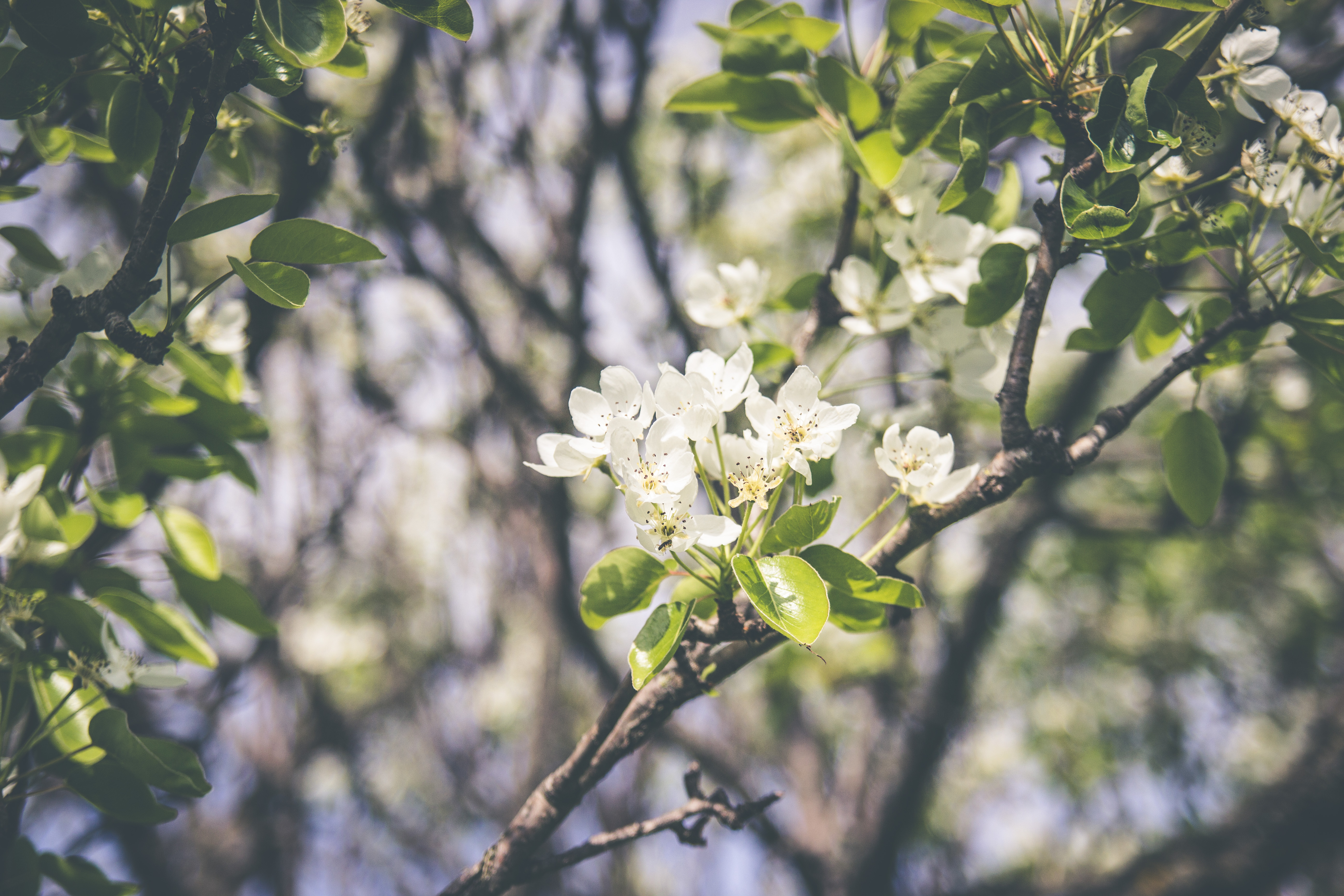 お使いの携帯電話の156136スクリーンセーバーと壁紙開花。 フラワーズ, ブランチ, 咲く, 枝の写真を無料でダウンロード