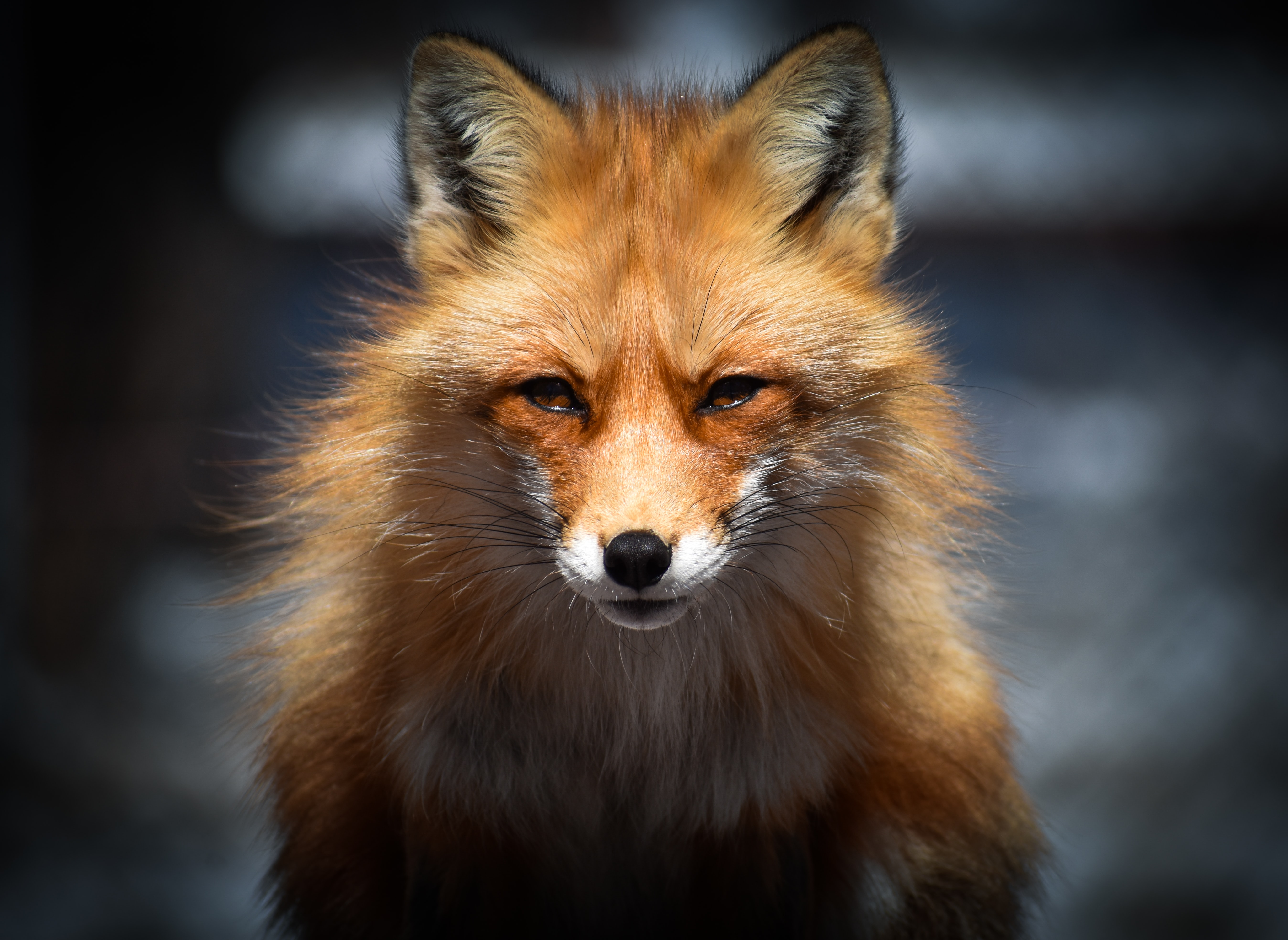 fox, animals, muzzle, predator, animal