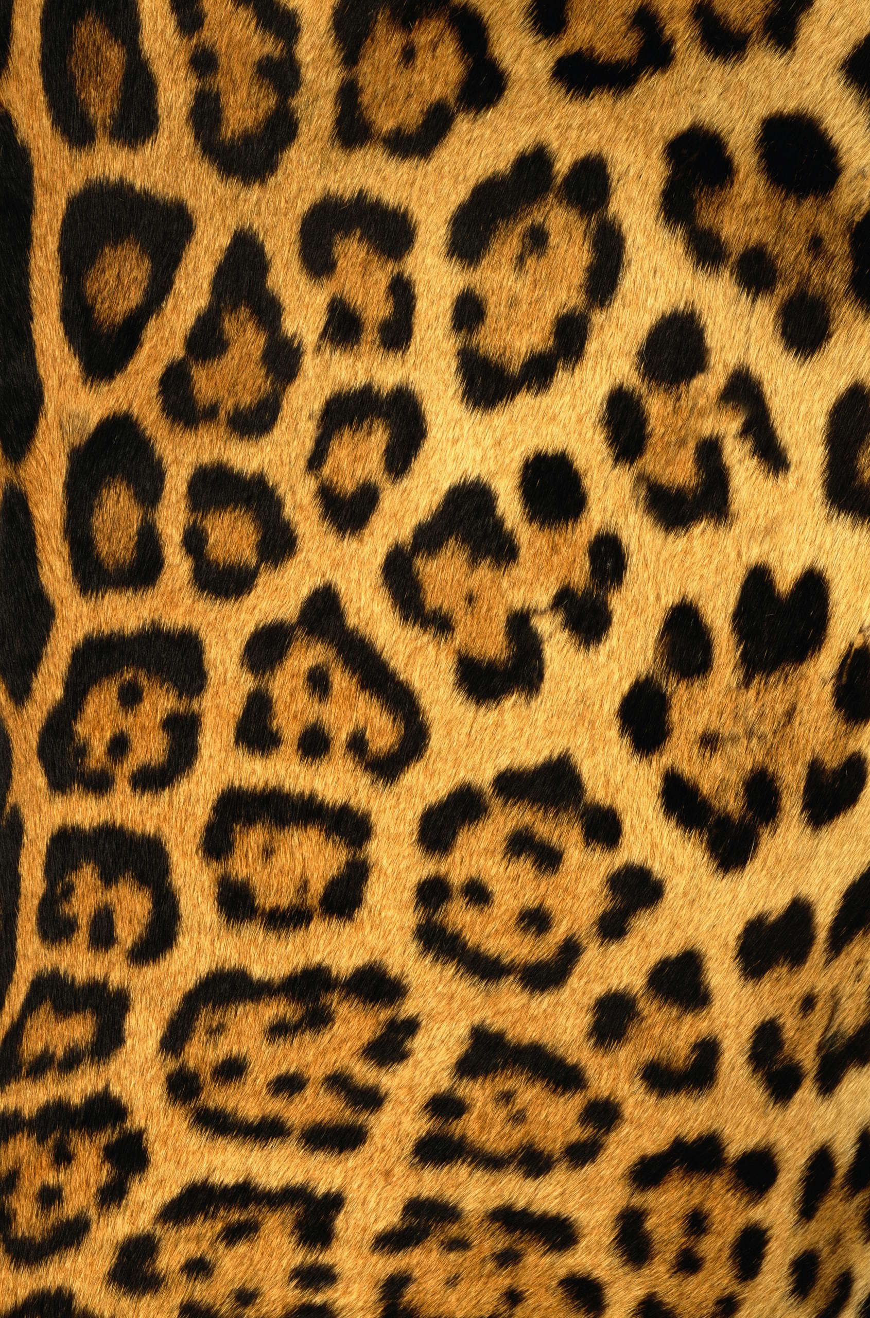 11559 Bild herunterladen hintergrund, leopards, orange - Hintergrundbilder und Bildschirmschoner kostenlos