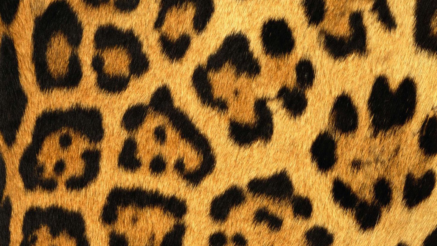 Пятна леопарда рисунок