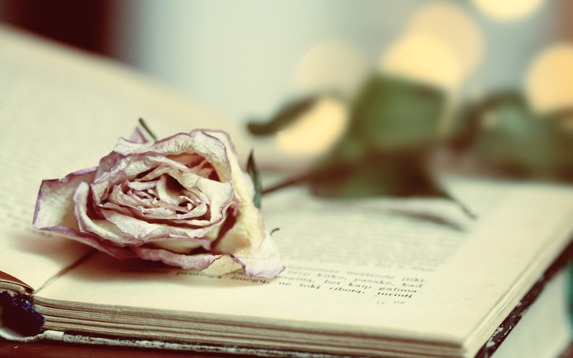 Засушенная роза в книге