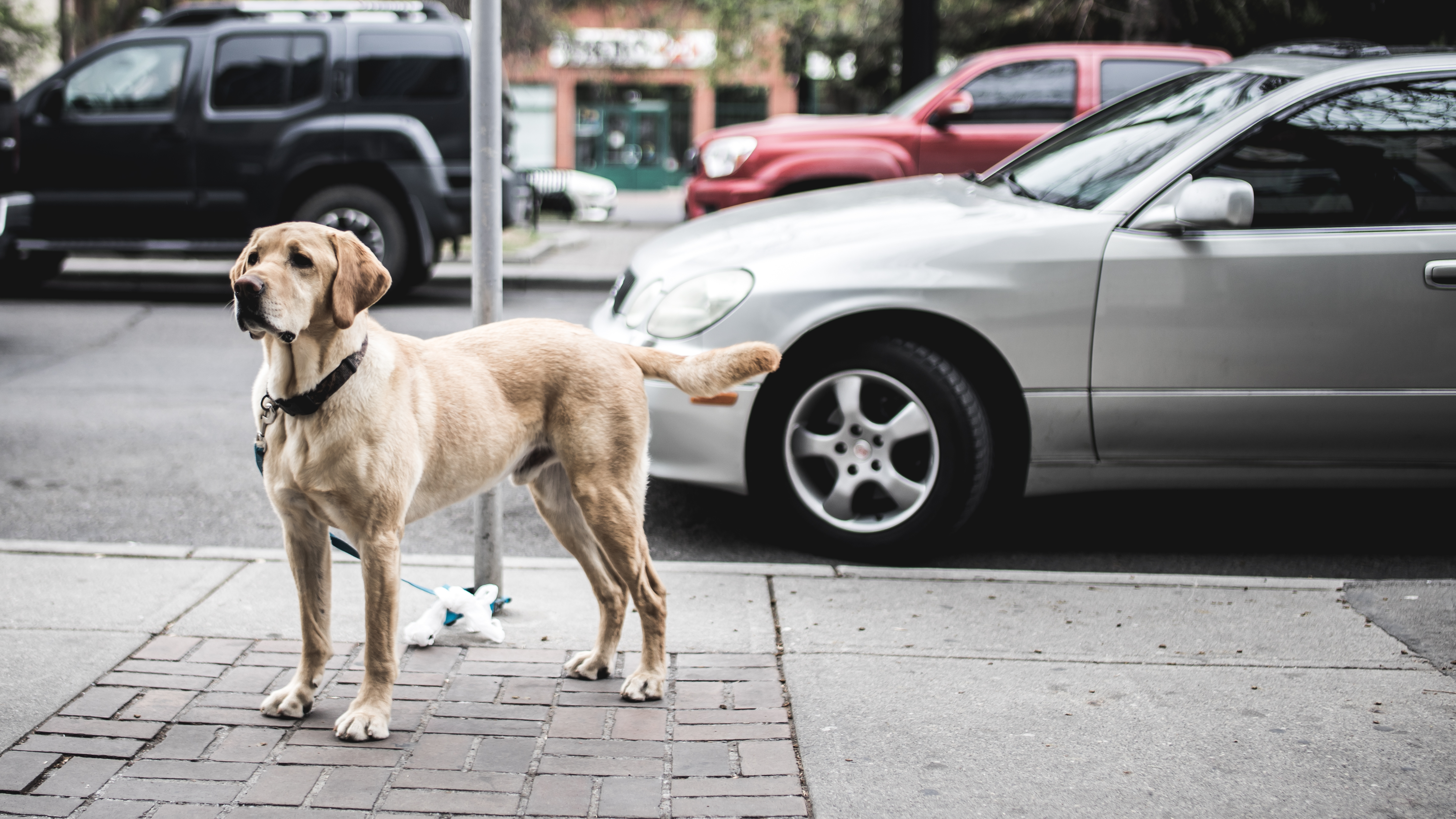 手機的156852屏保和壁紙狗。 免費下載 动物, 城市, 街道, 街 圖片