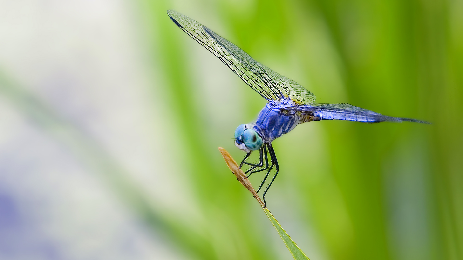 animal, dragonfly, insects 8K