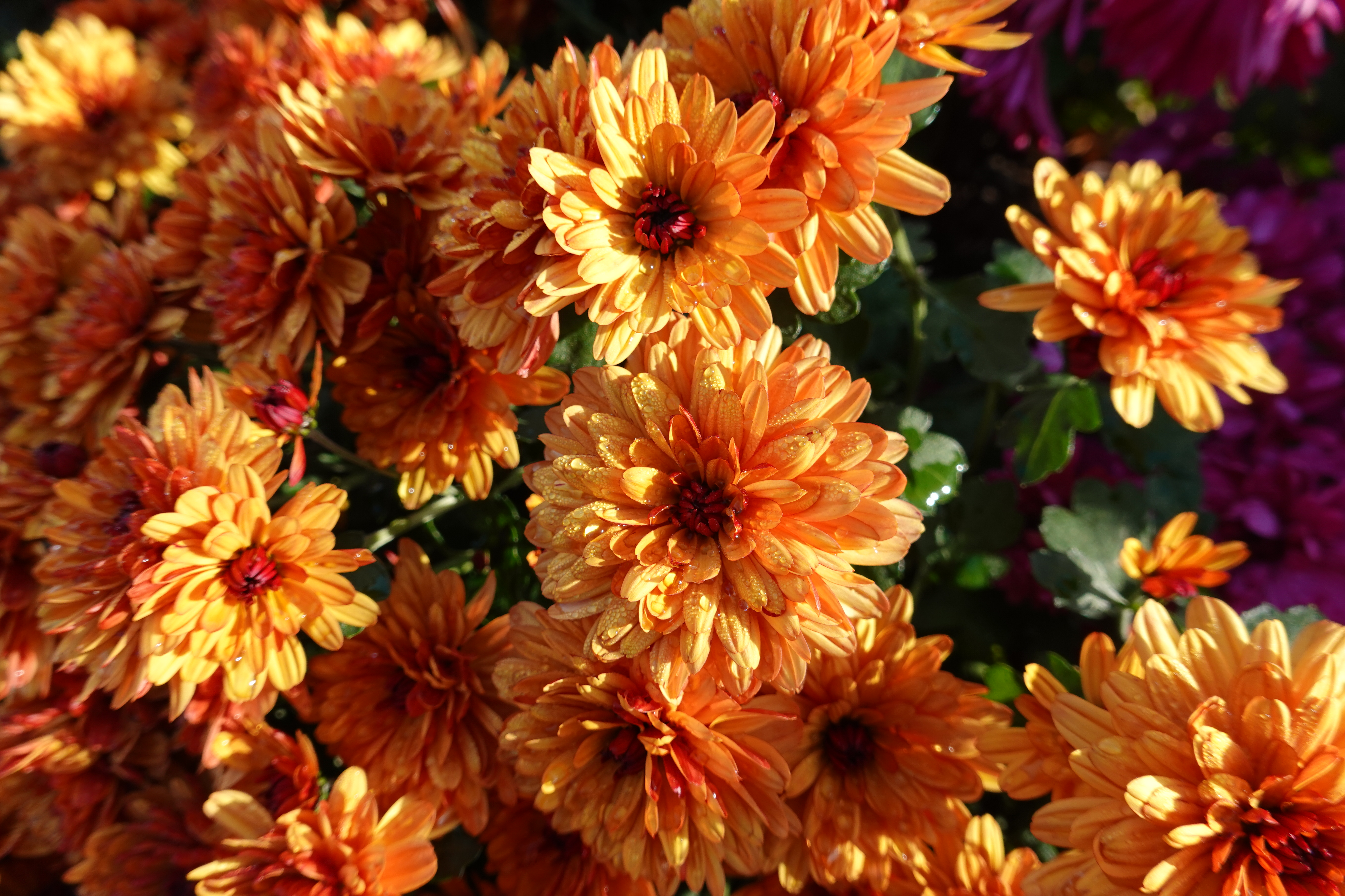 Mobile HD Wallpaper Chrysanthemum orange, flowers, wet