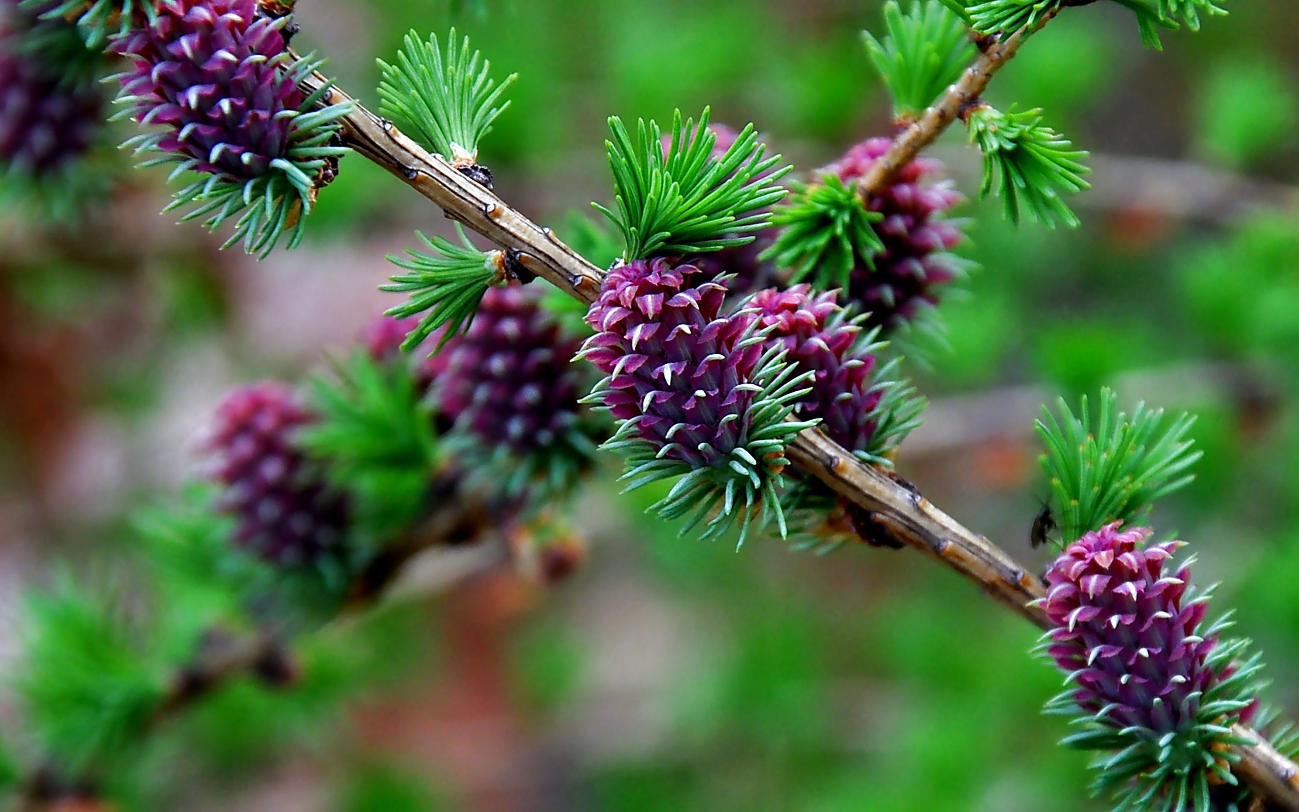green, trees, cones Plants HQ Background Wallpapers
