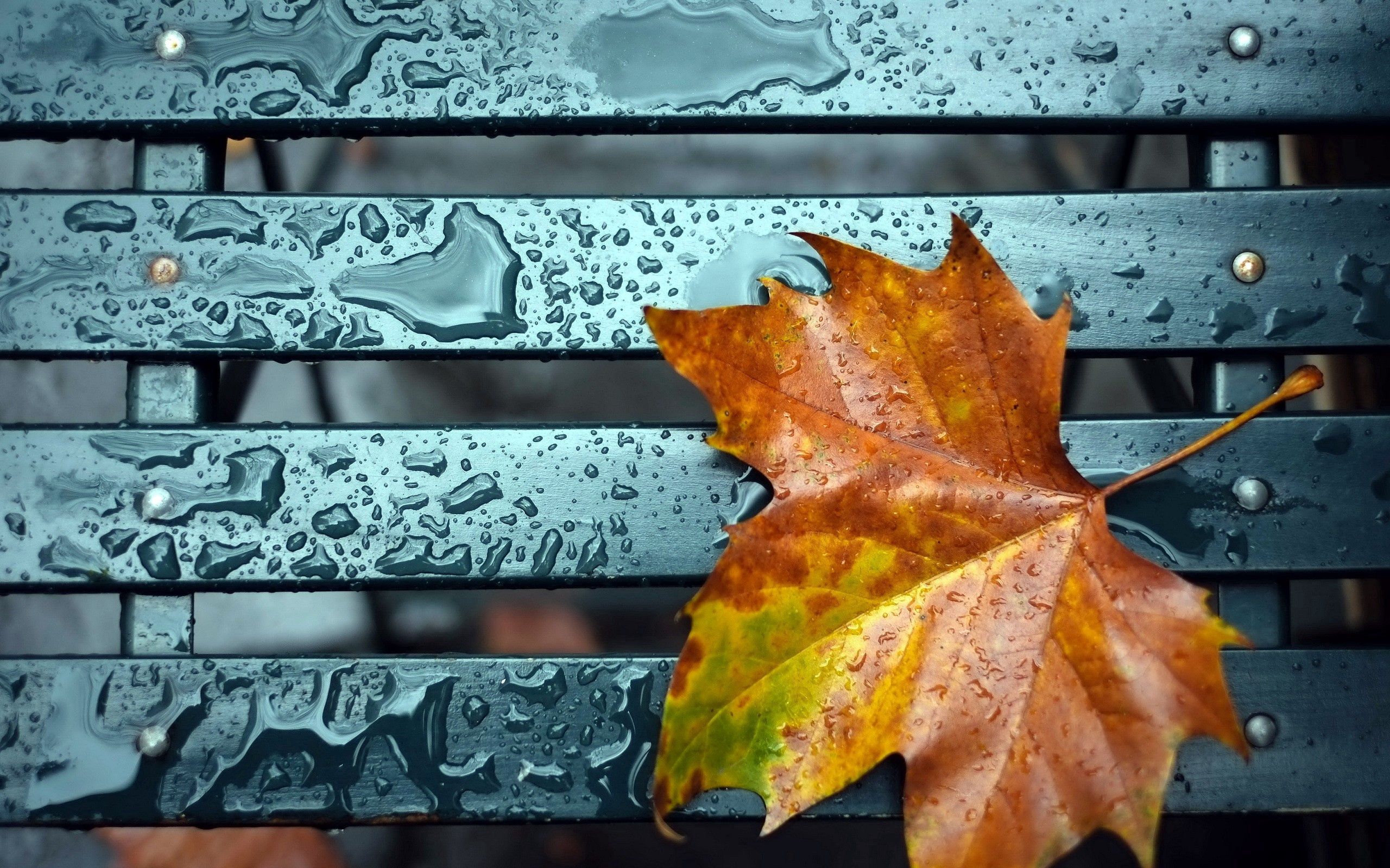 4K Phone Wallpaper drops, autumn, leaf, sheet