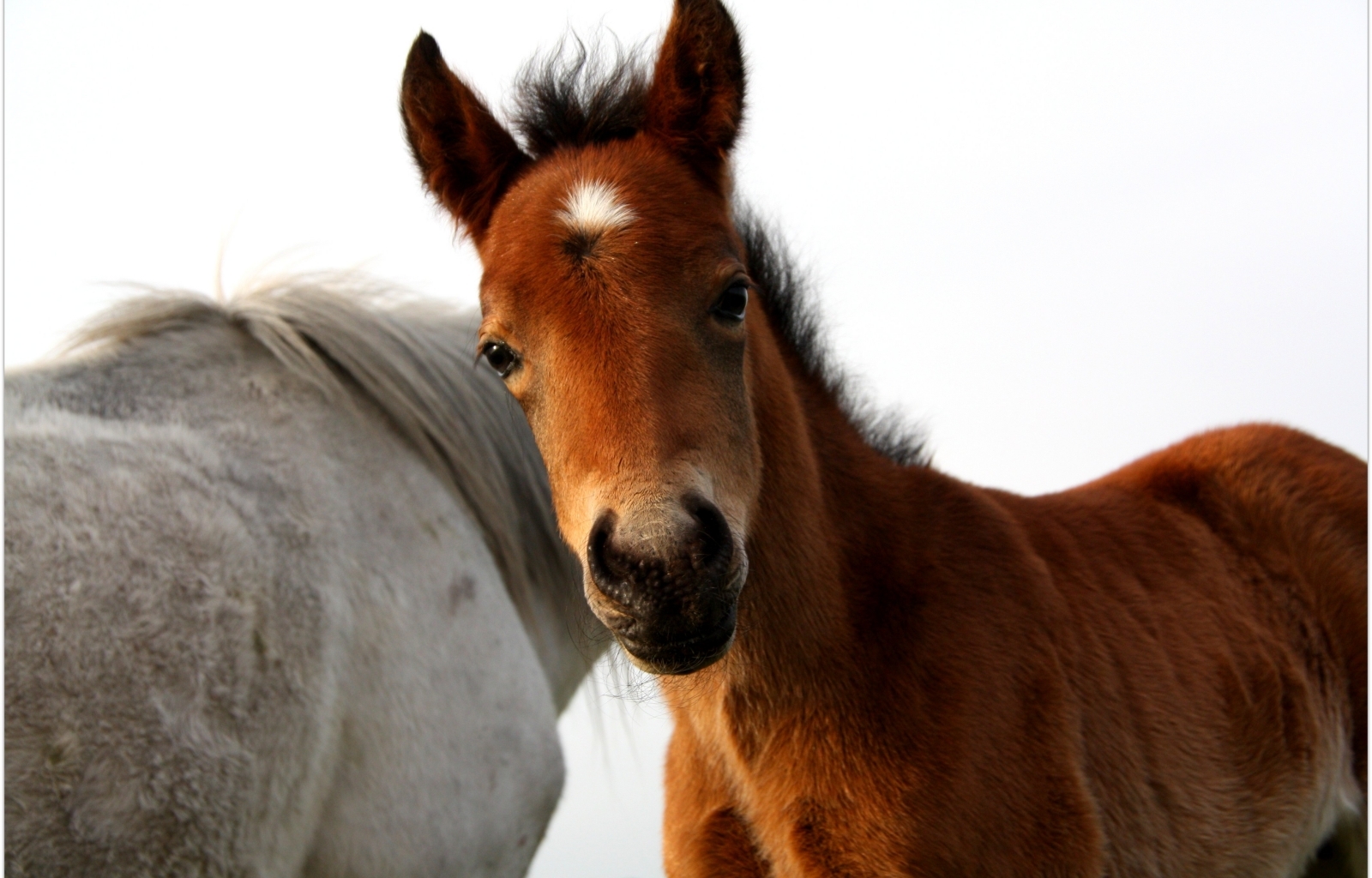 2046 Bild herunterladen pferde, tiere - Hintergrundbilder und Bildschirmschoner kostenlos