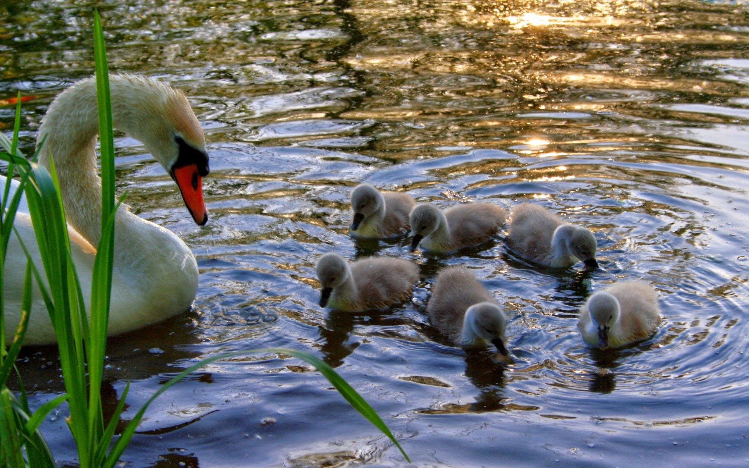 114202 Screensavers and Wallpapers Chicks for phone. Download animals, water, grass, chicks, young, swan, cubs pictures for free