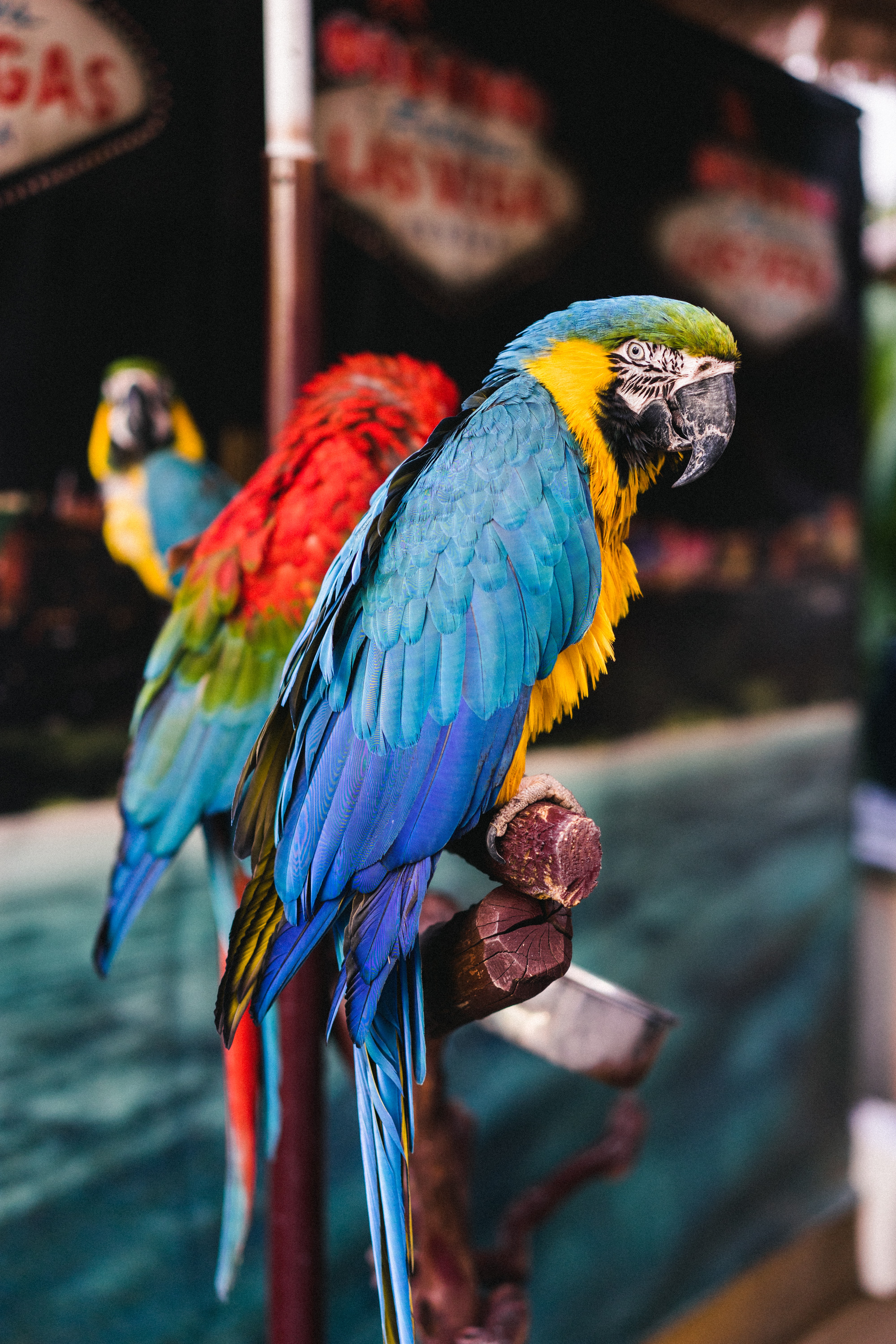 Laden Sie das Tiere, Vögel, Papageien, Mehrfarbig, Motley, Ara-Bild kostenlos auf Ihren PC-Desktop herunter