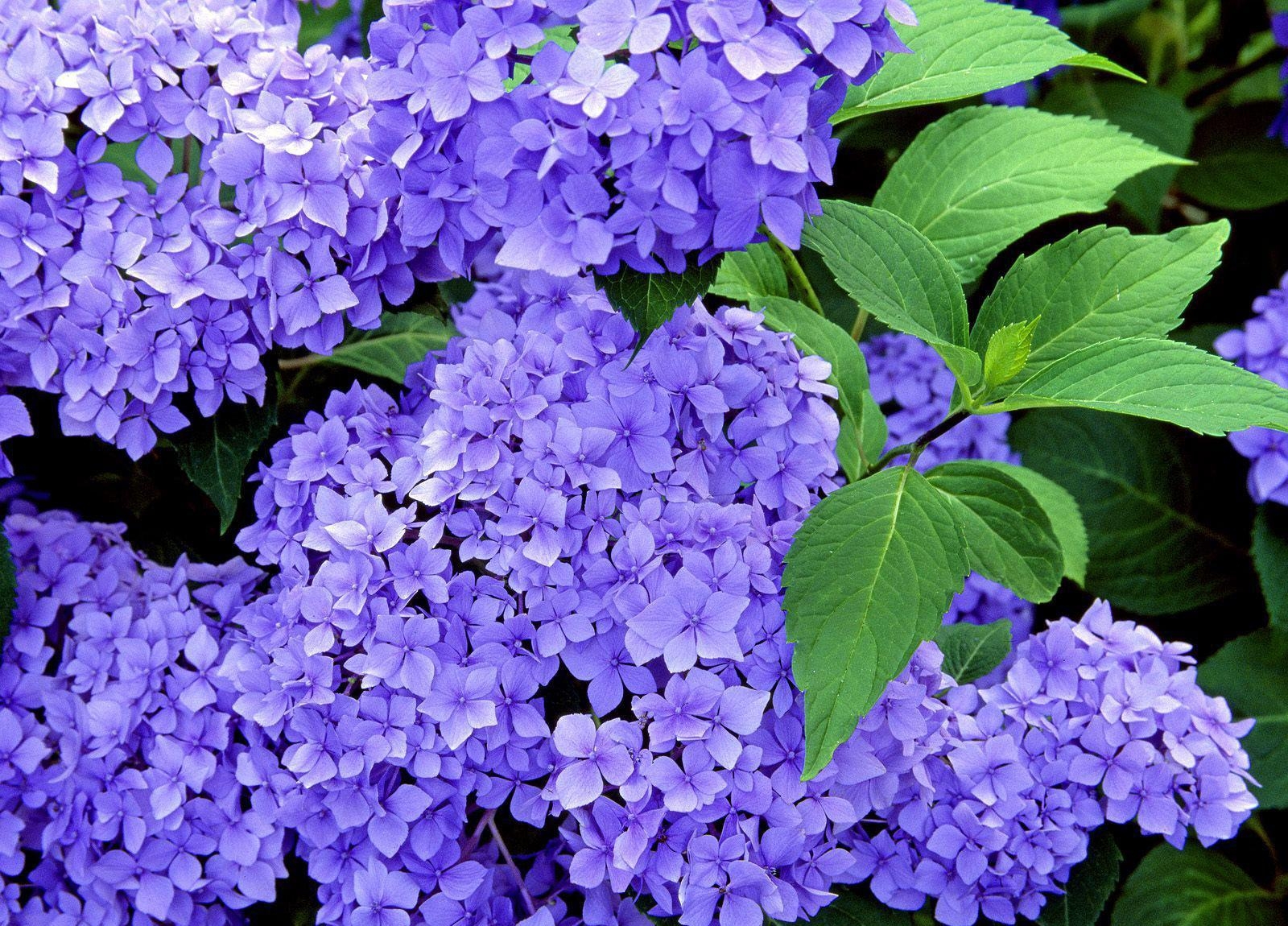 お使いの携帯電話の128429スクリーンセーバーと壁紙紫陽花。 咲く, 菜, フラワーズ, ブランチの写真を無料でダウンロード
