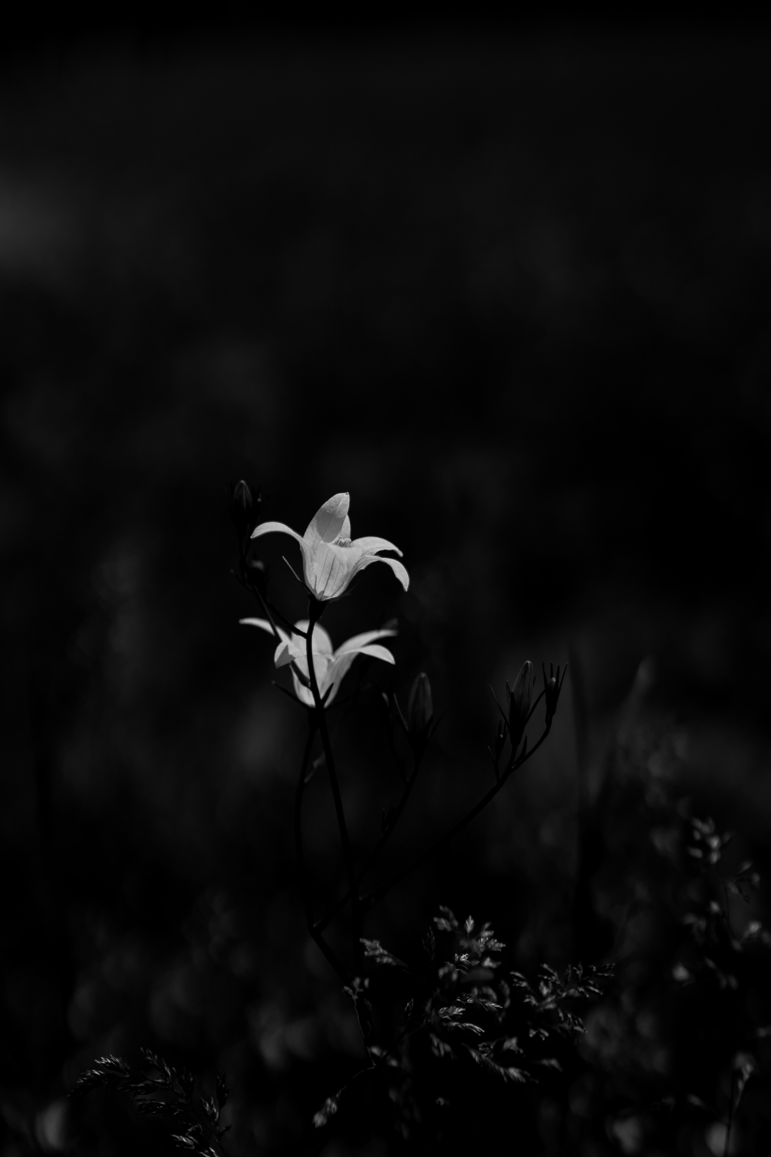 android macro, plants, flowers, black, bw, chb, bell
