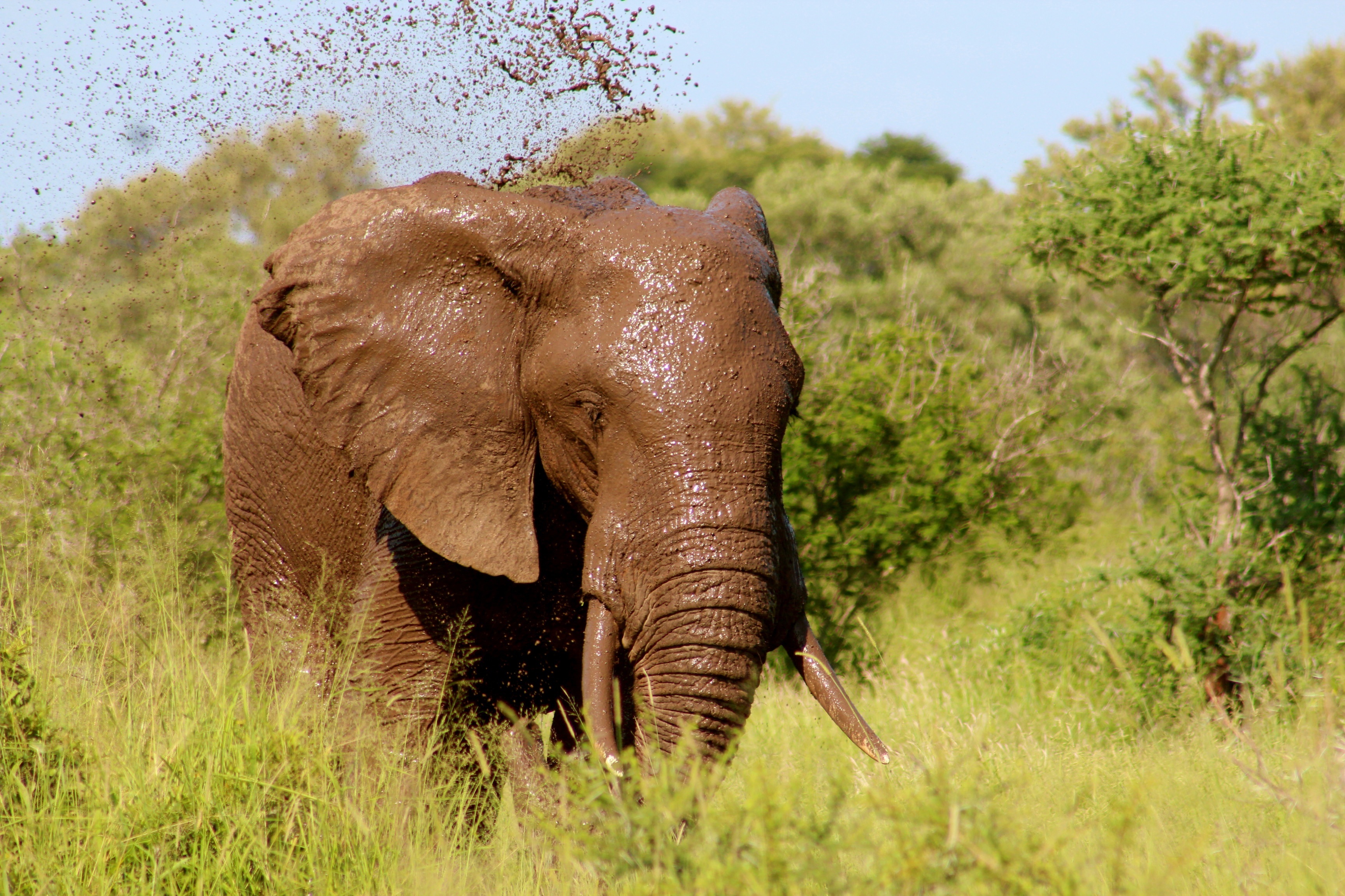81947 Bildschirmschoner und Hintergrundbilder Elefanten auf Ihrem Telefon. Laden Sie elefant, schmutz, grass, tiere Bilder kostenlos herunter