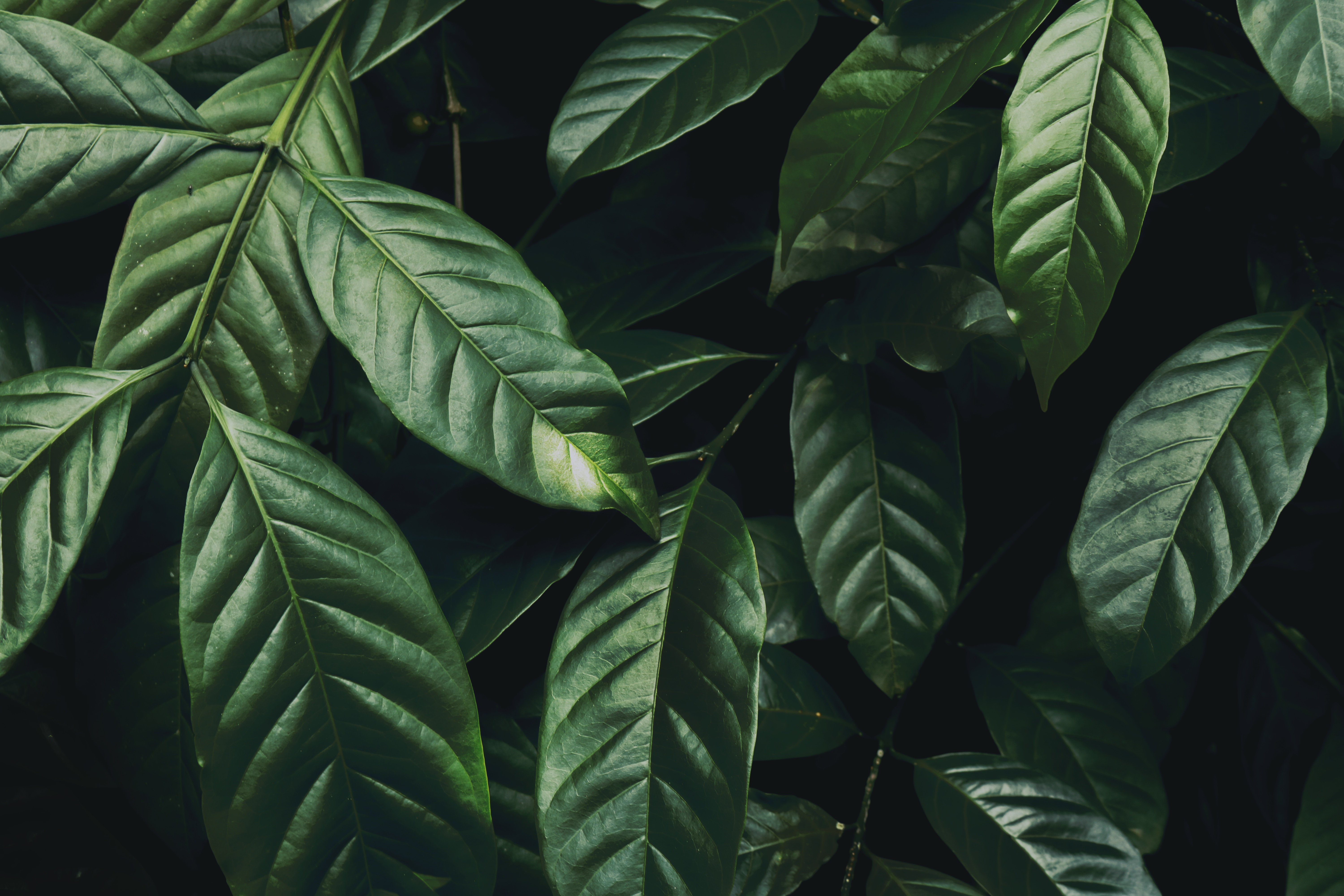 151797 1920x1200 PC pictures for free, download plant, branch, glossy, dark green 1920x1200 wallpapers on your desktop