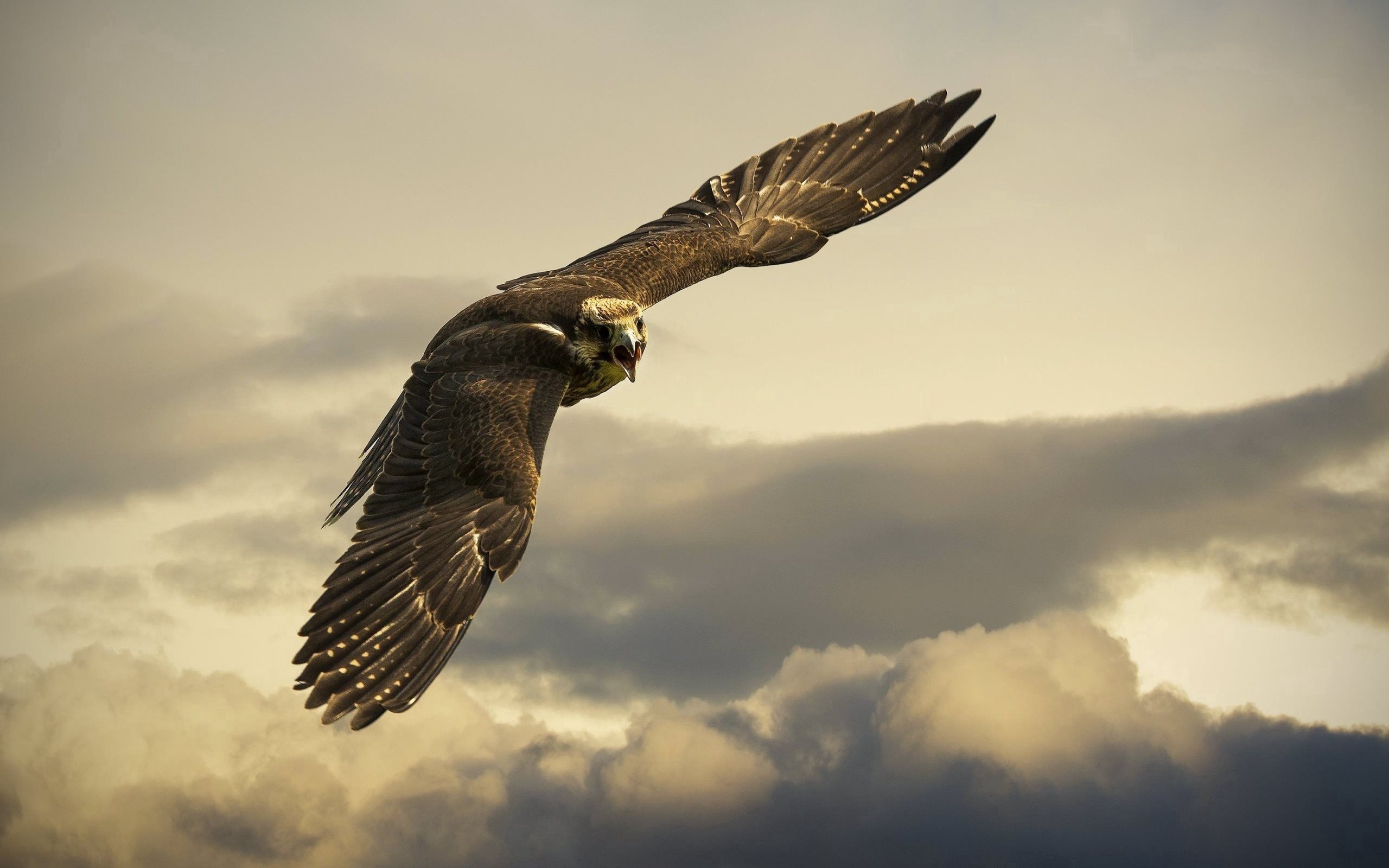 sky, animals, flight, clouds, wings, eagle QHD