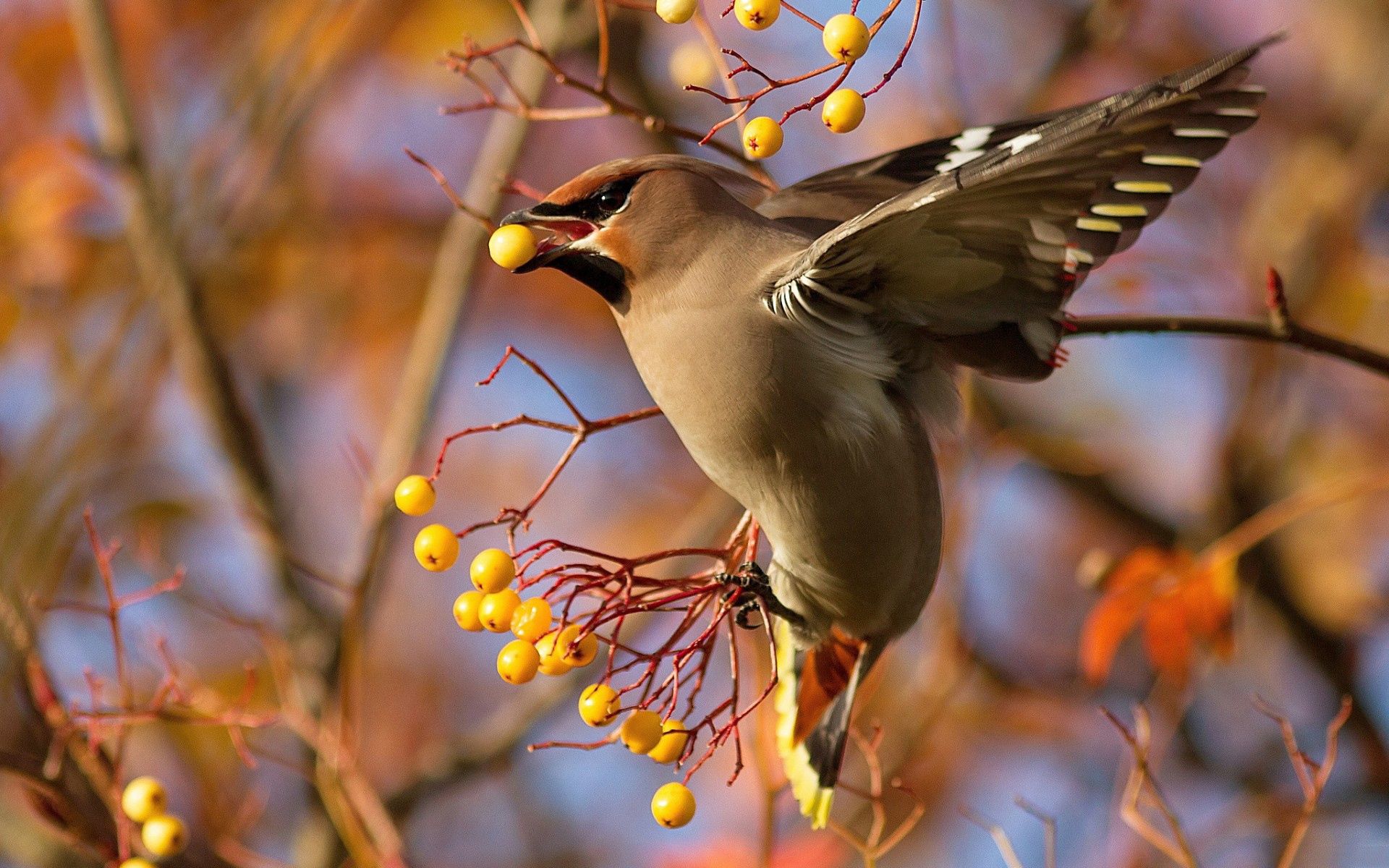 139627 download wallpaper bird, animals, berries, branch, waxwing screensavers and pictures for free