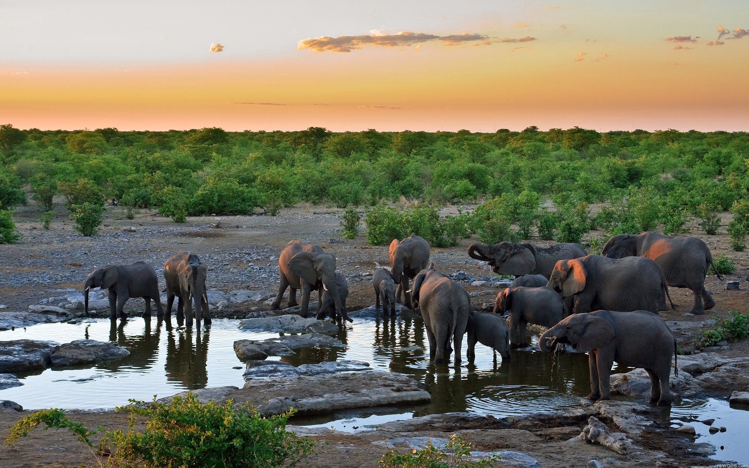 92782 Bildschirmschoner und Hintergrundbilder Elephants auf Ihrem Telefon. Laden Sie tiere, wasser, durst, bäume Bilder kostenlos herunter