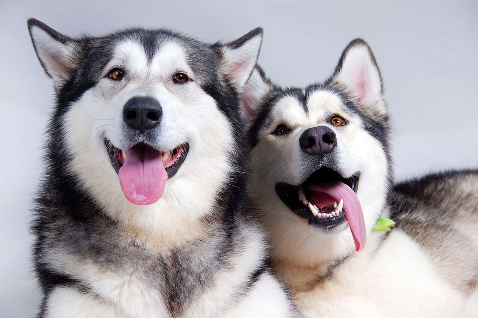 dogs, animals, couple, pair, relaxation, rest, husky, language, tongue 1080p