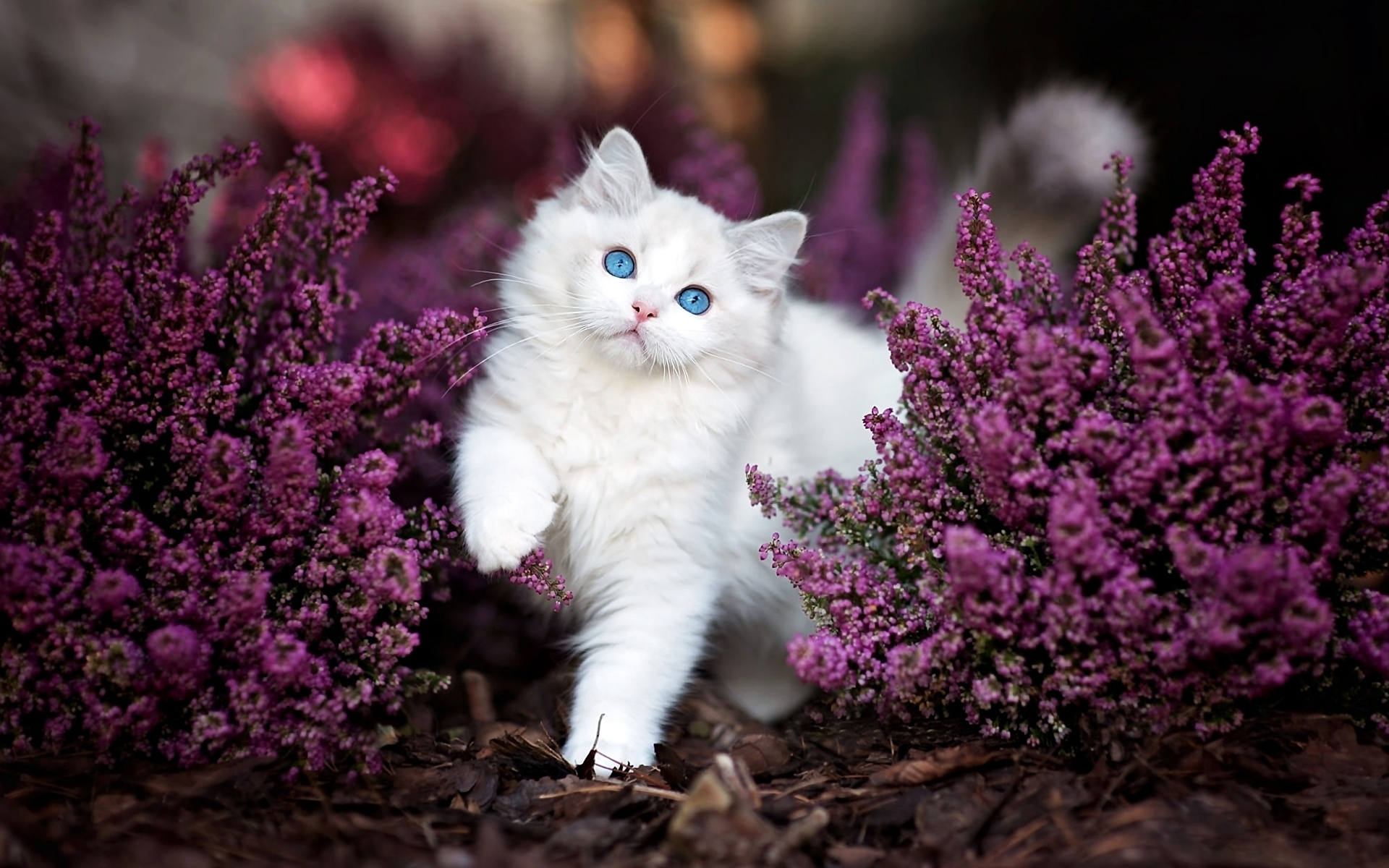 fluffy, animal, cat, cute, flower, kitten, purple flower, cats Full HD