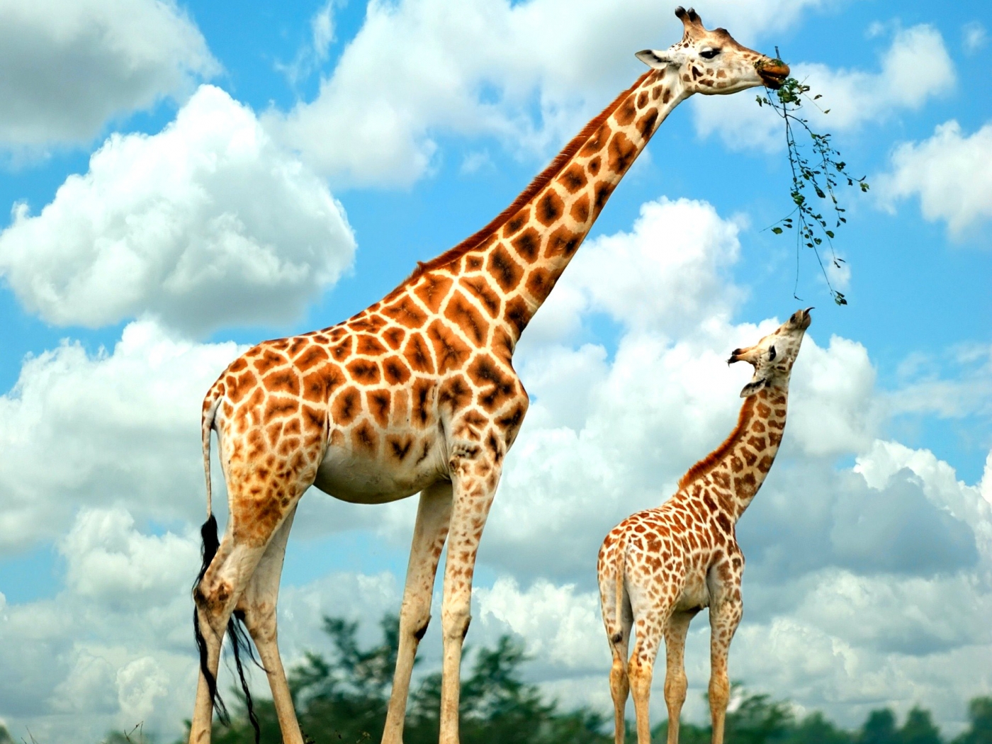 36874 Hintergrundbild herunterladen tiere, giraffen - Bildschirmschoner und Bilder kostenlos