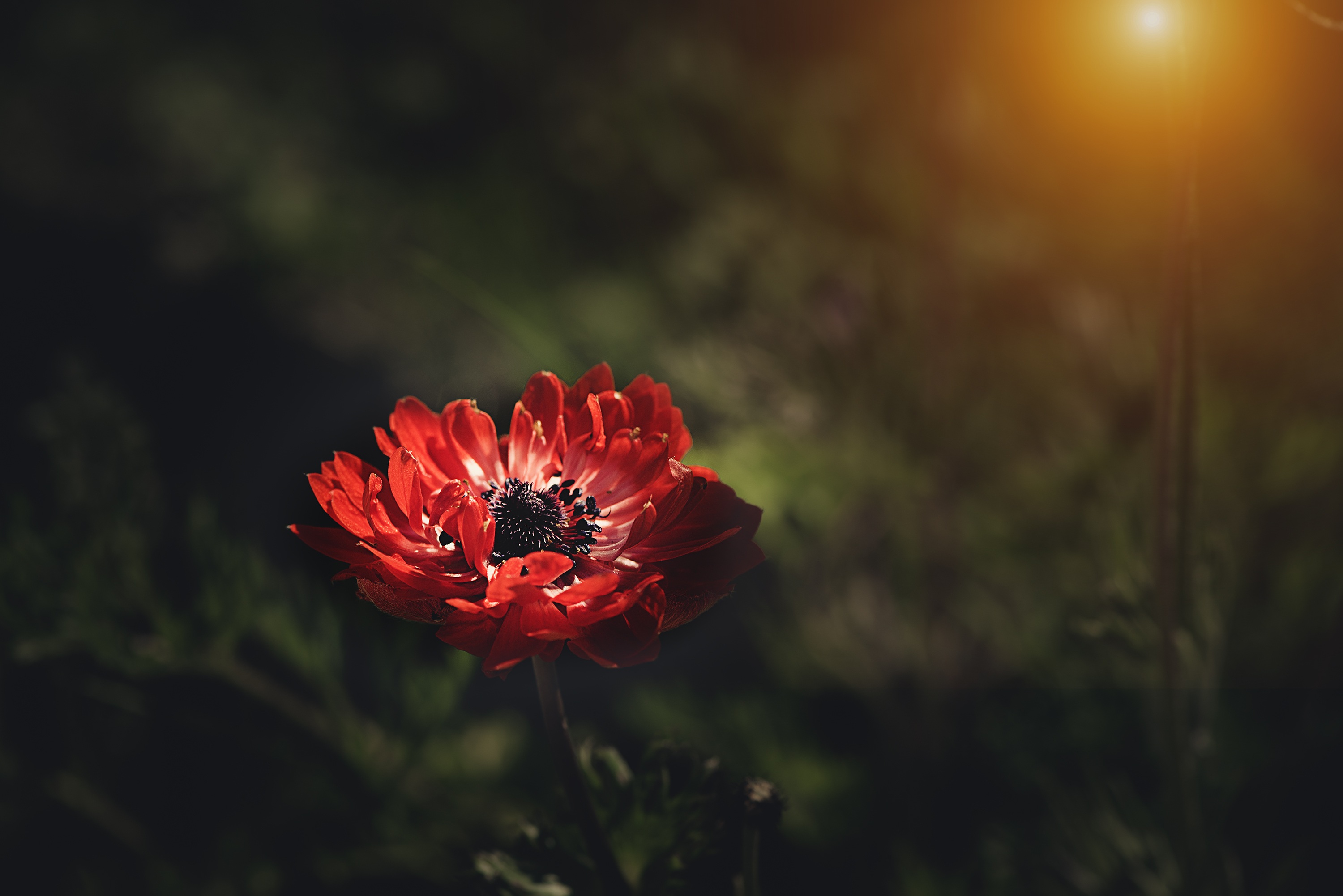 android stalk, flowers, red, flower, petals, stem, anemone