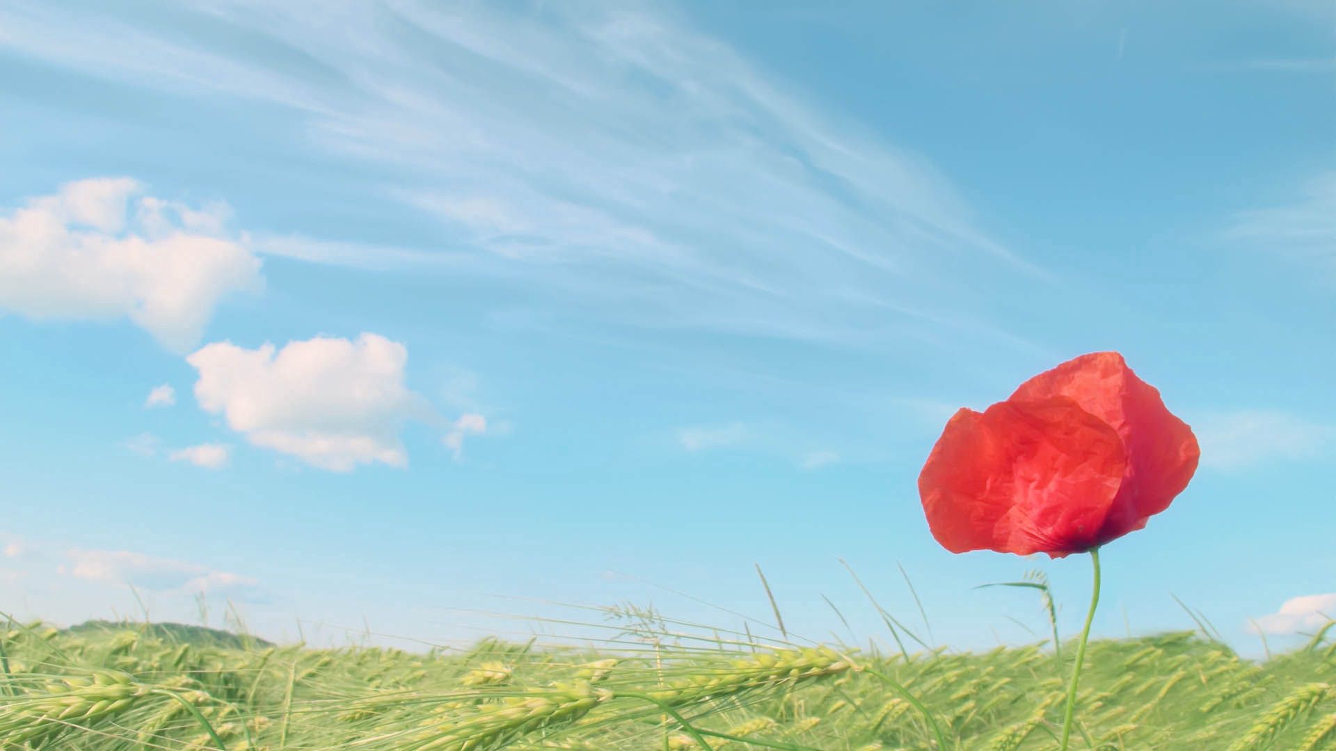grass, red, flower, macro, petals, poppy Full HD