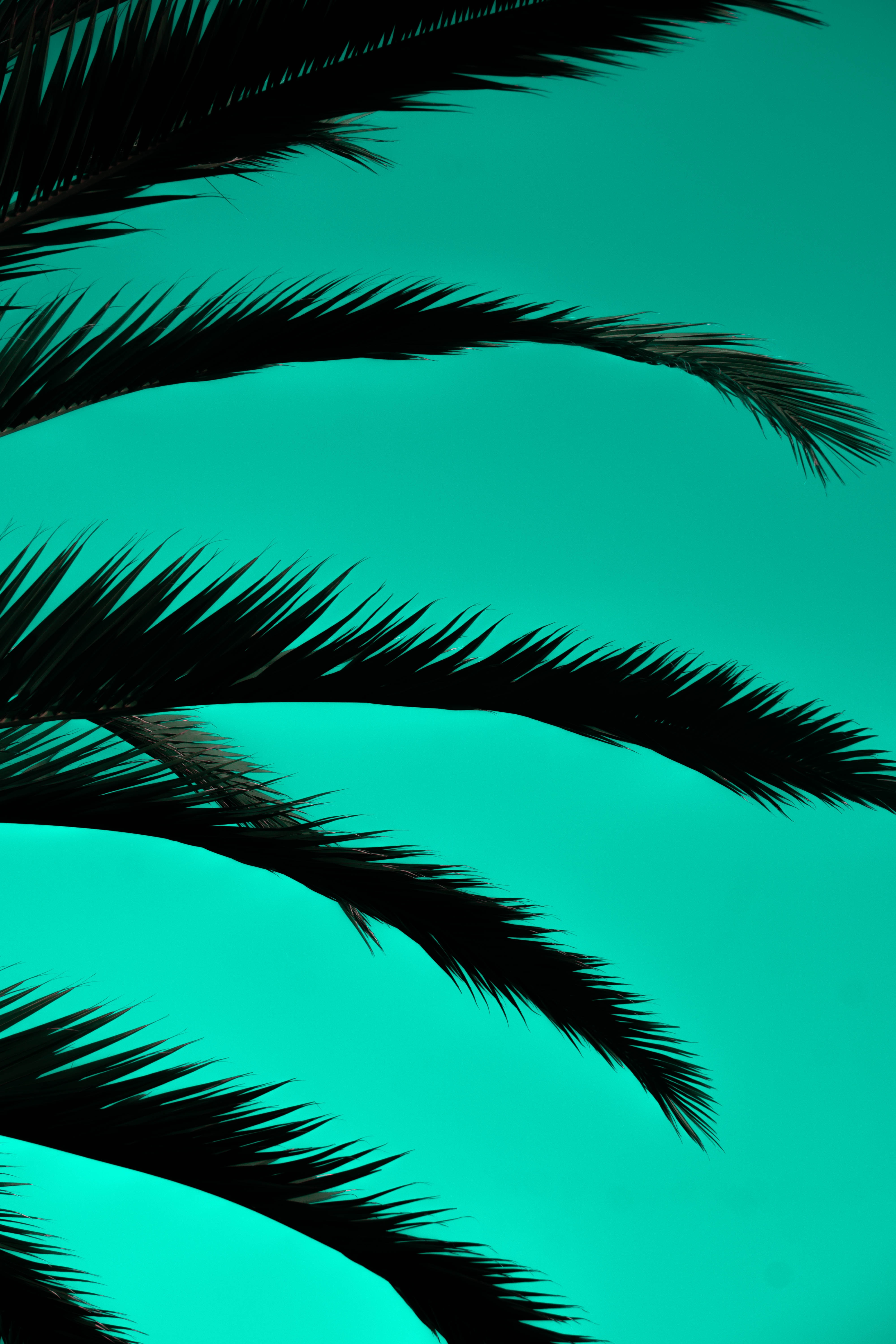 Desktop Backgrounds Outlines miscellanea, miscellaneous, leaves, palm