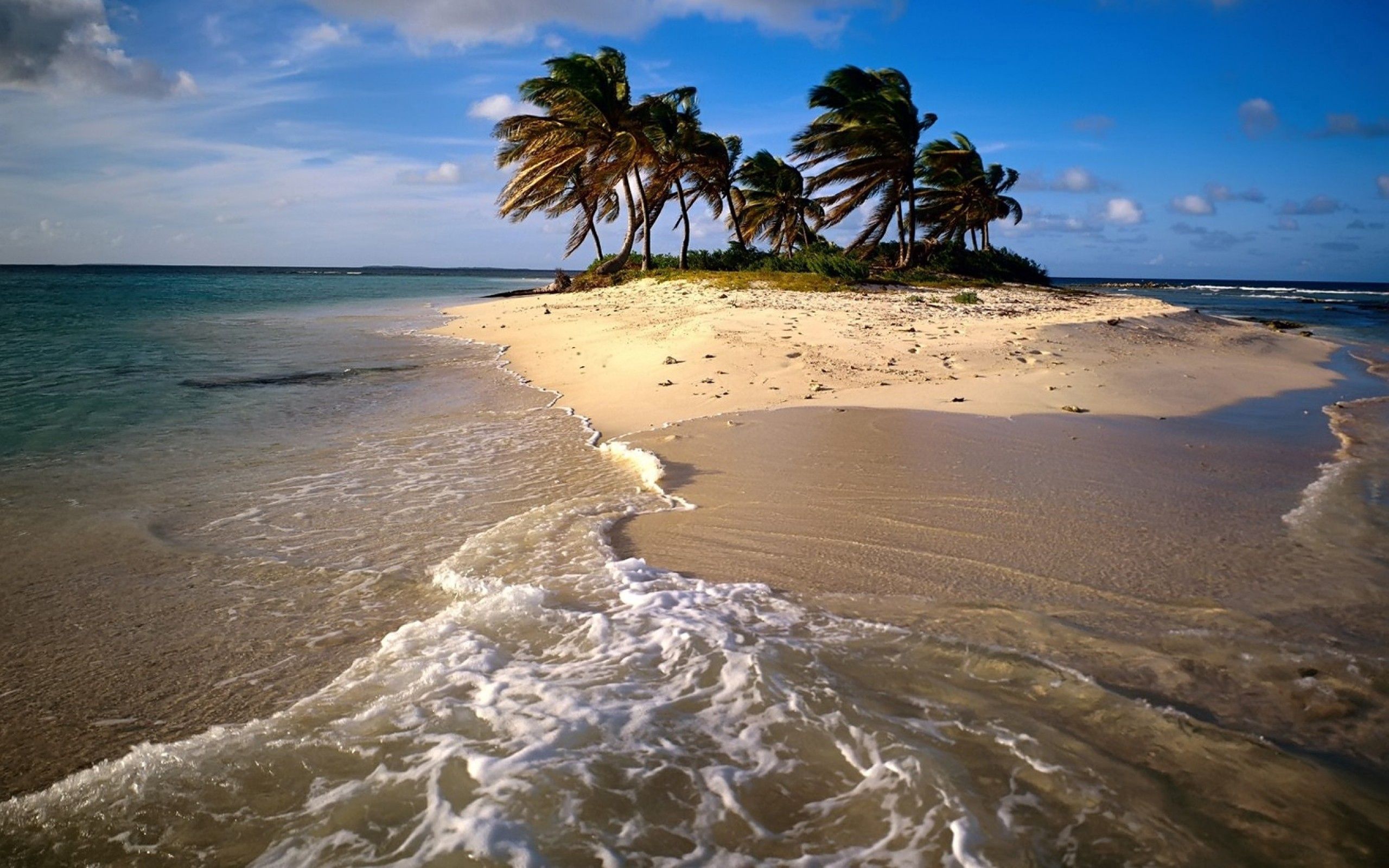palm, beach, nature, sea, sand Phone Background