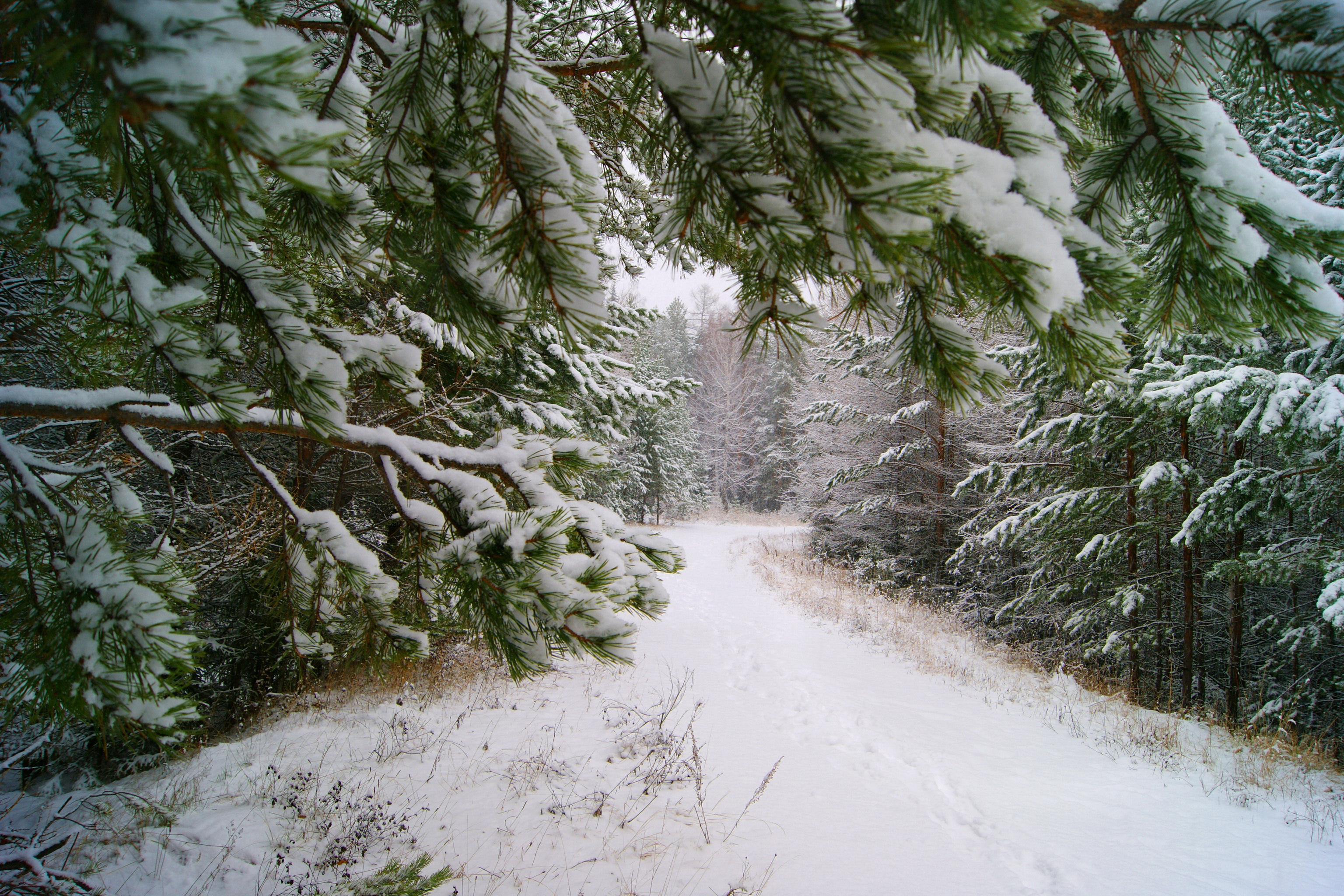 Снежный еловый лес