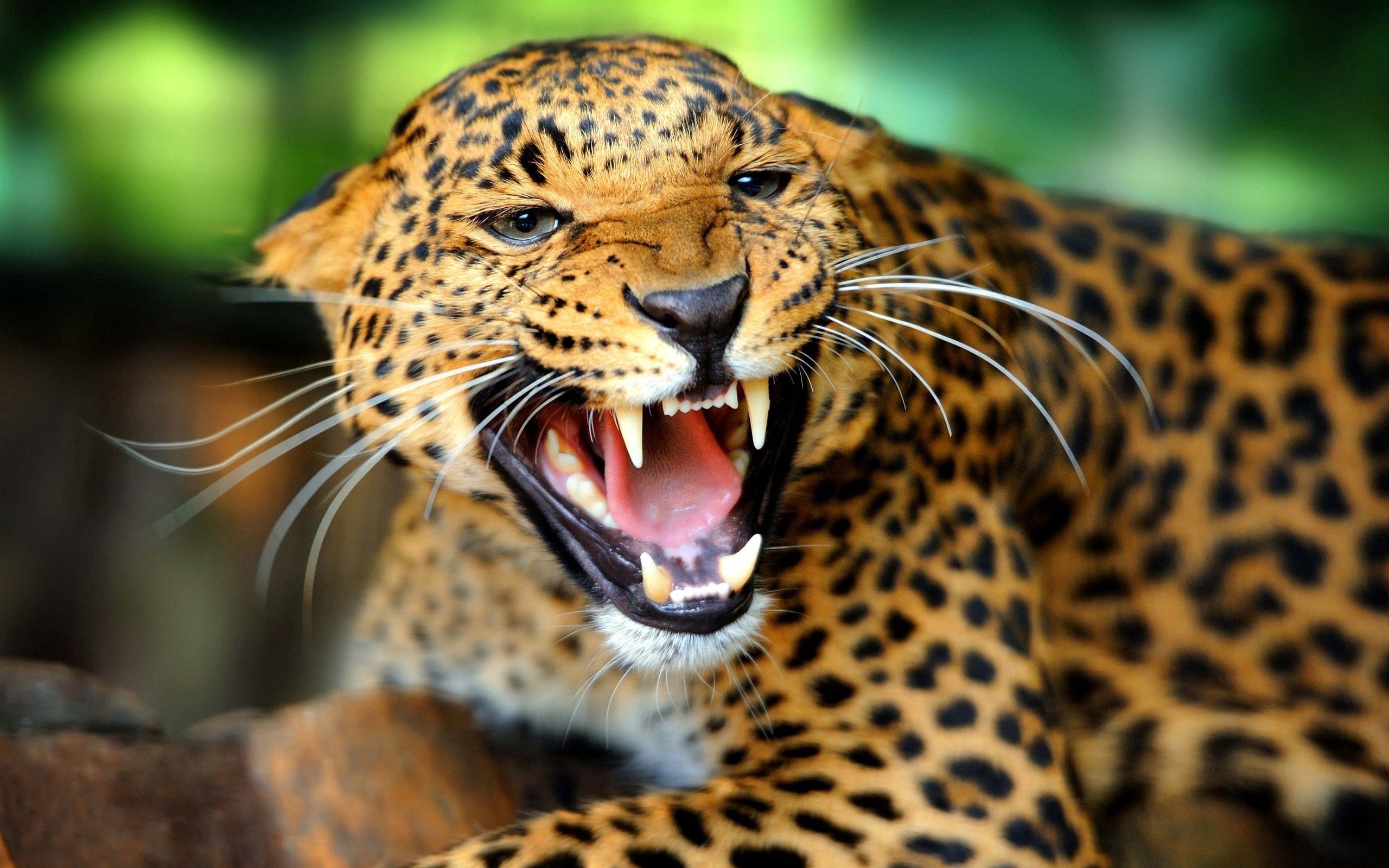 133407 Bild herunterladen tiere, grinsen, grin, raubtier, predator, große katze, big cat, gepard, sicht, meinung - Hintergrundbilder und Bildschirmschoner kostenlos