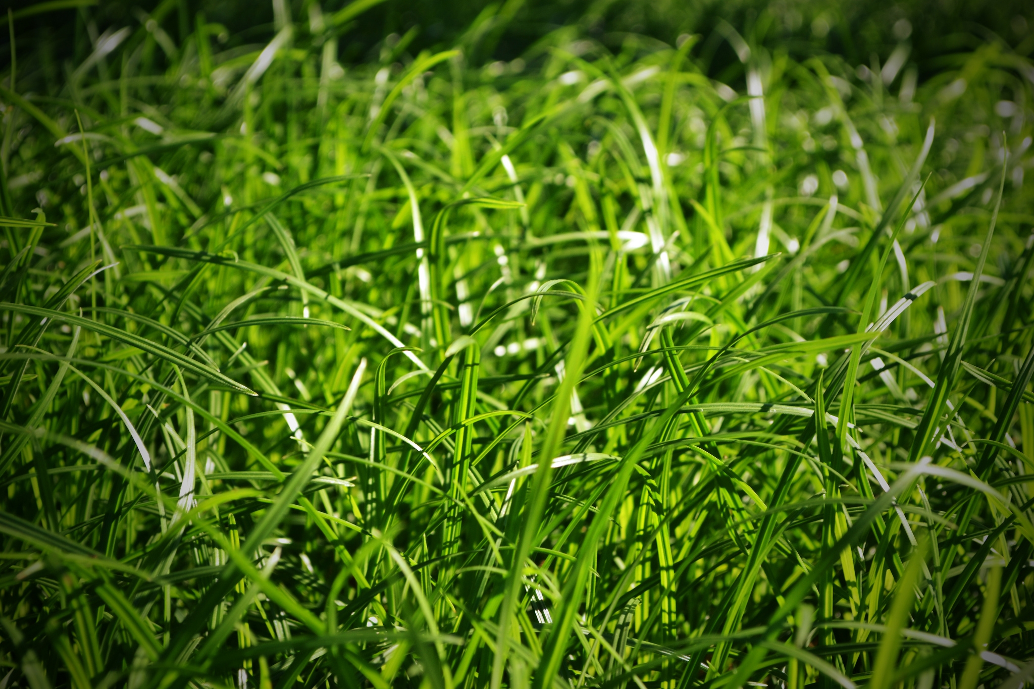 Handy-Wallpaper Grass, Makro, Grüne, Grünen kostenlos herunterladen.