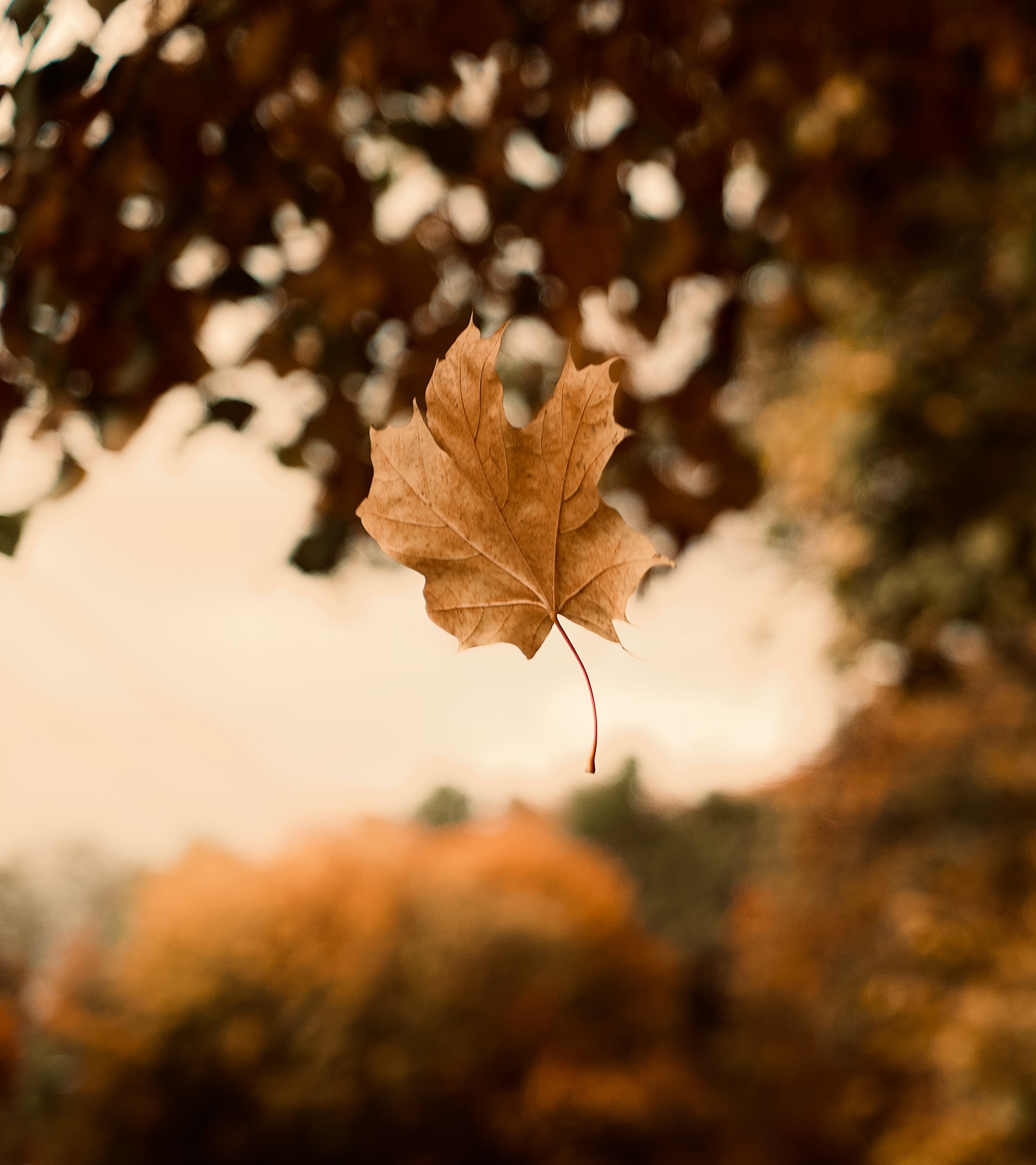 nature, focus, autumn, leaves Maple HD Android Wallpapers
