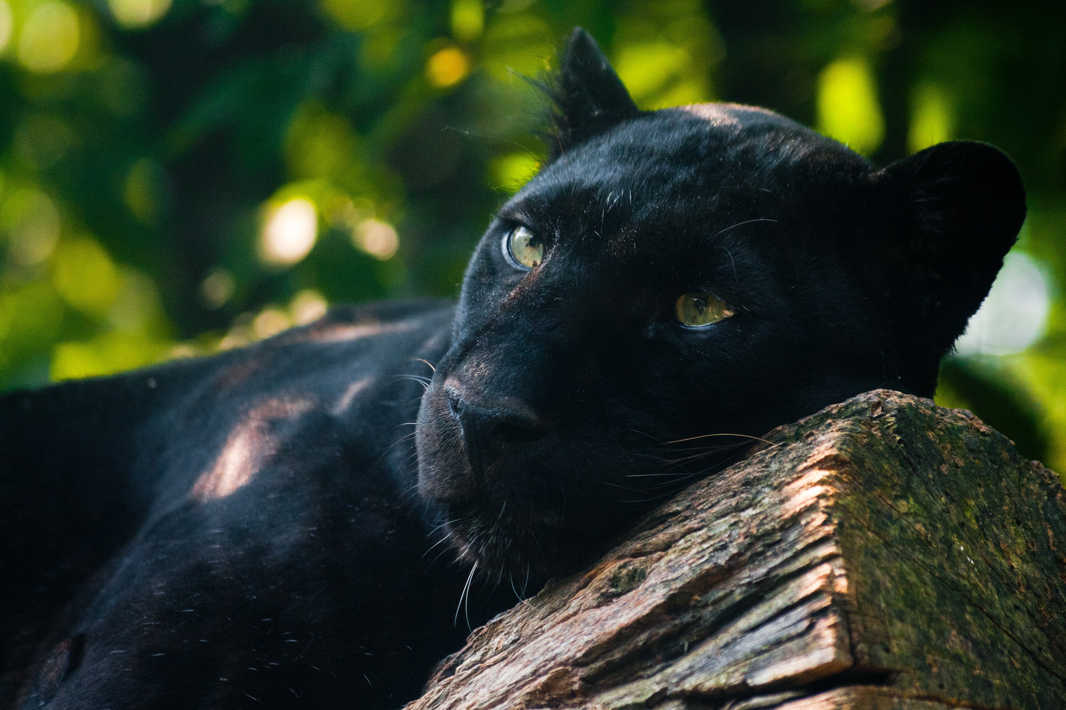 panther, lie, animals, to lie down, predator, log Smartphone Background