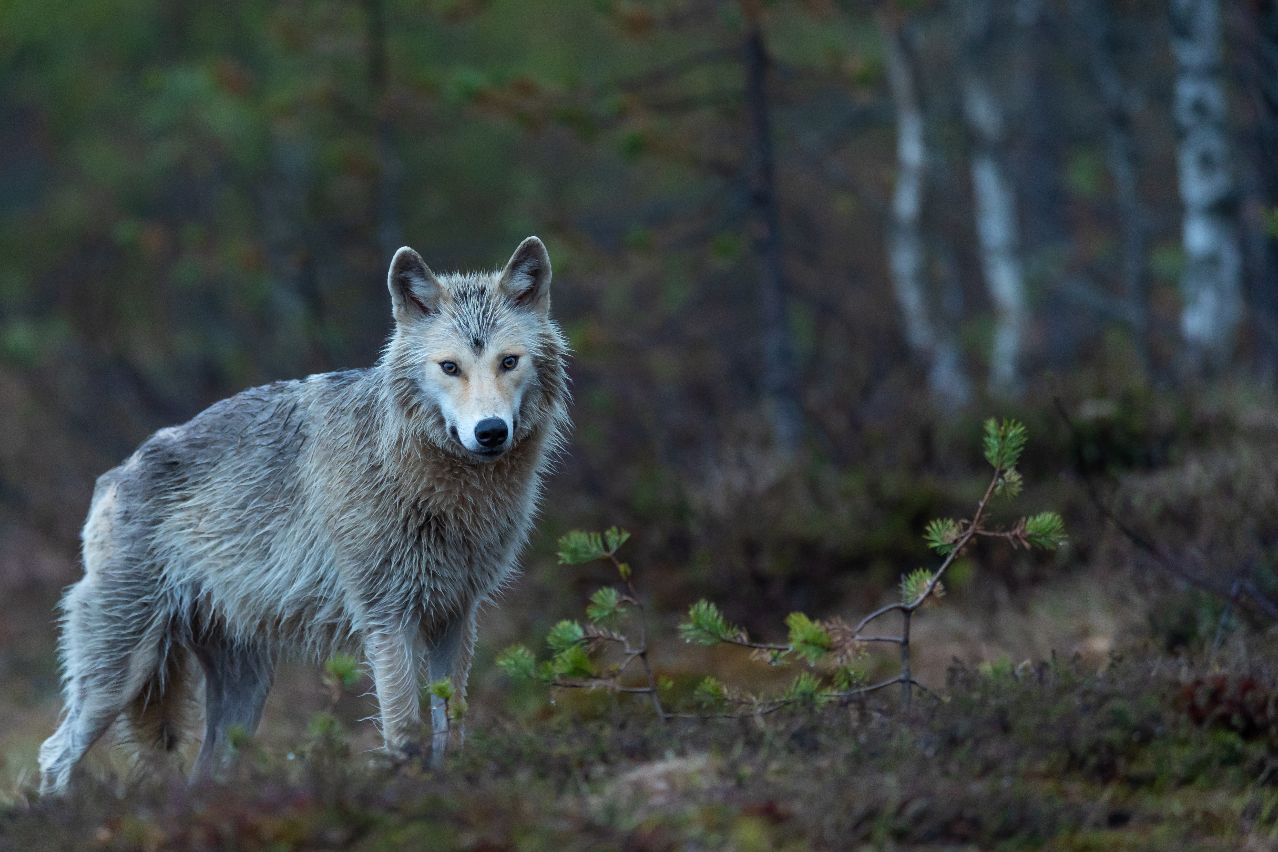 HD photos forest, coyote, beast, predator