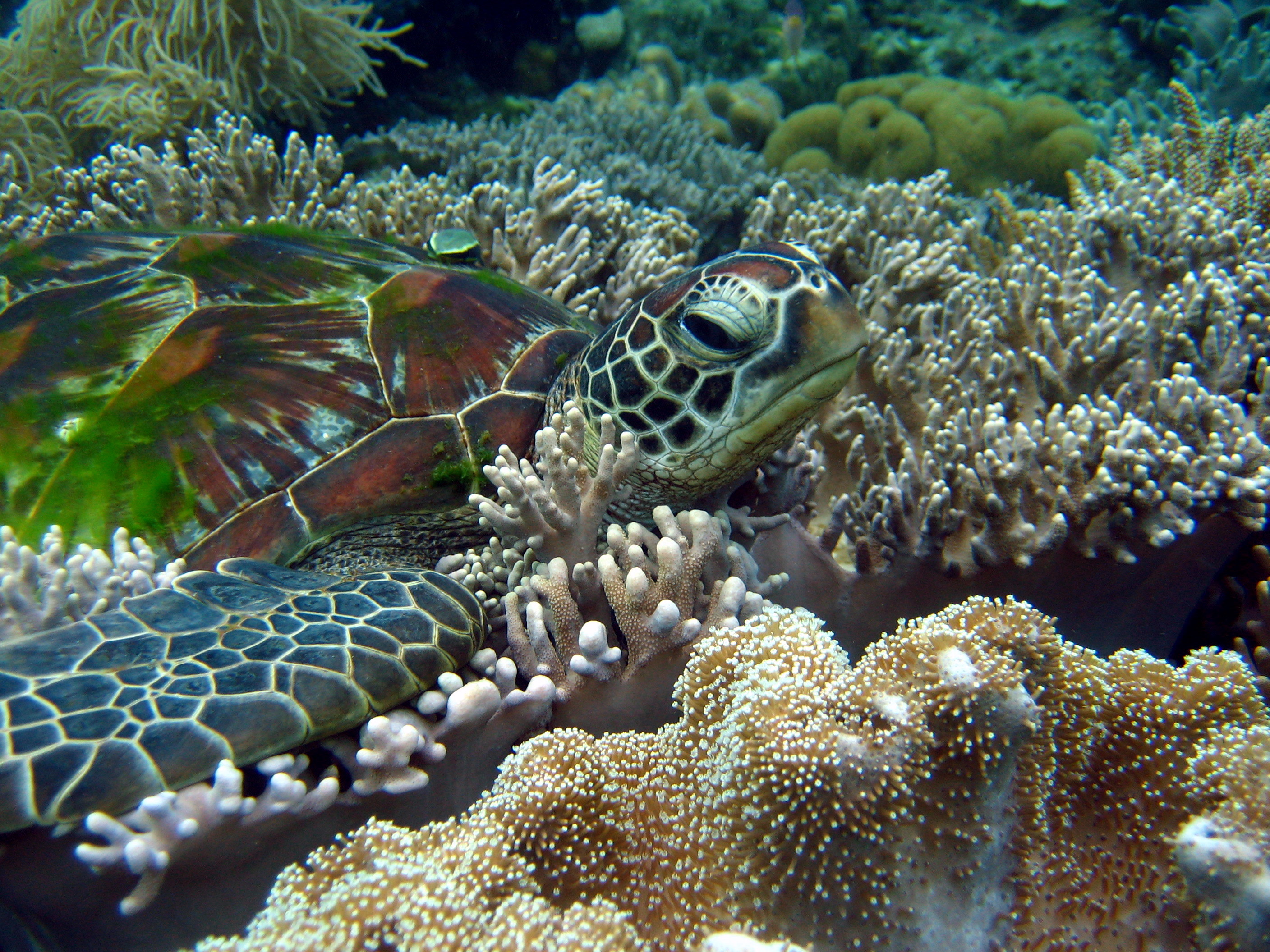 sea turtle, turtles, animal Phone Background