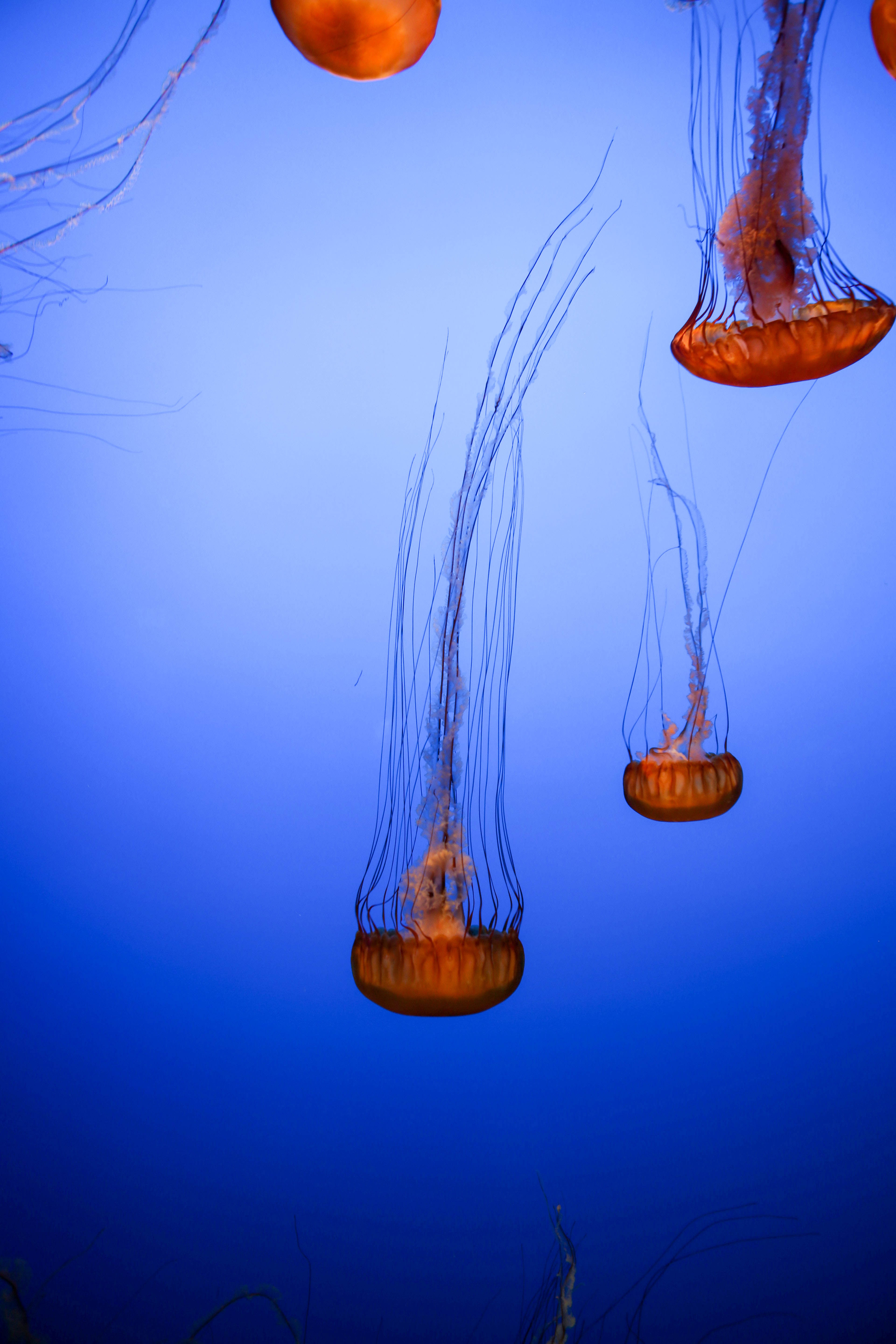 147655 Bildschirmschoner und Hintergrundbilder Jellyfish auf Ihrem Telefon. Laden Sie tiere, jellyfish, braun, tentakel, kreaturen, tentakeln Bilder kostenlos herunter
