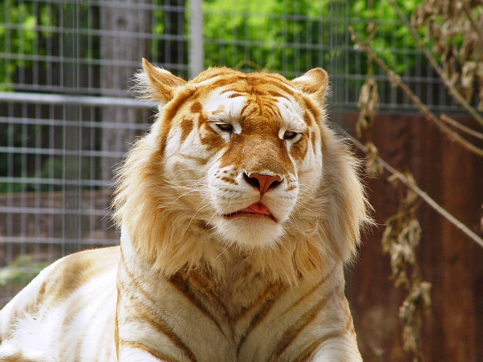 7436 Bild herunterladen tiere, tigers - Hintergrundbilder und Bildschirmschoner kostenlos