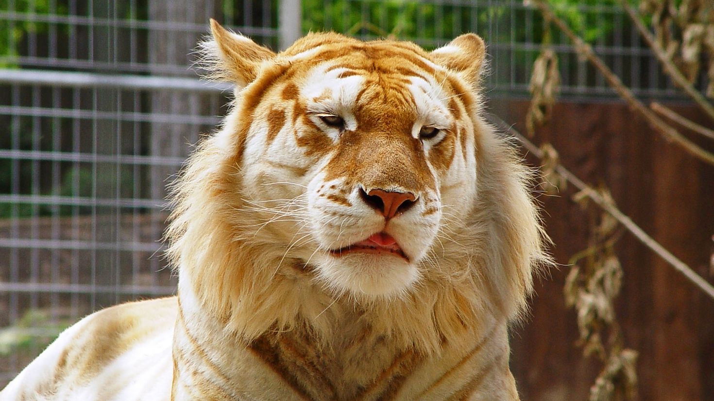 Золотой тигр животное арт