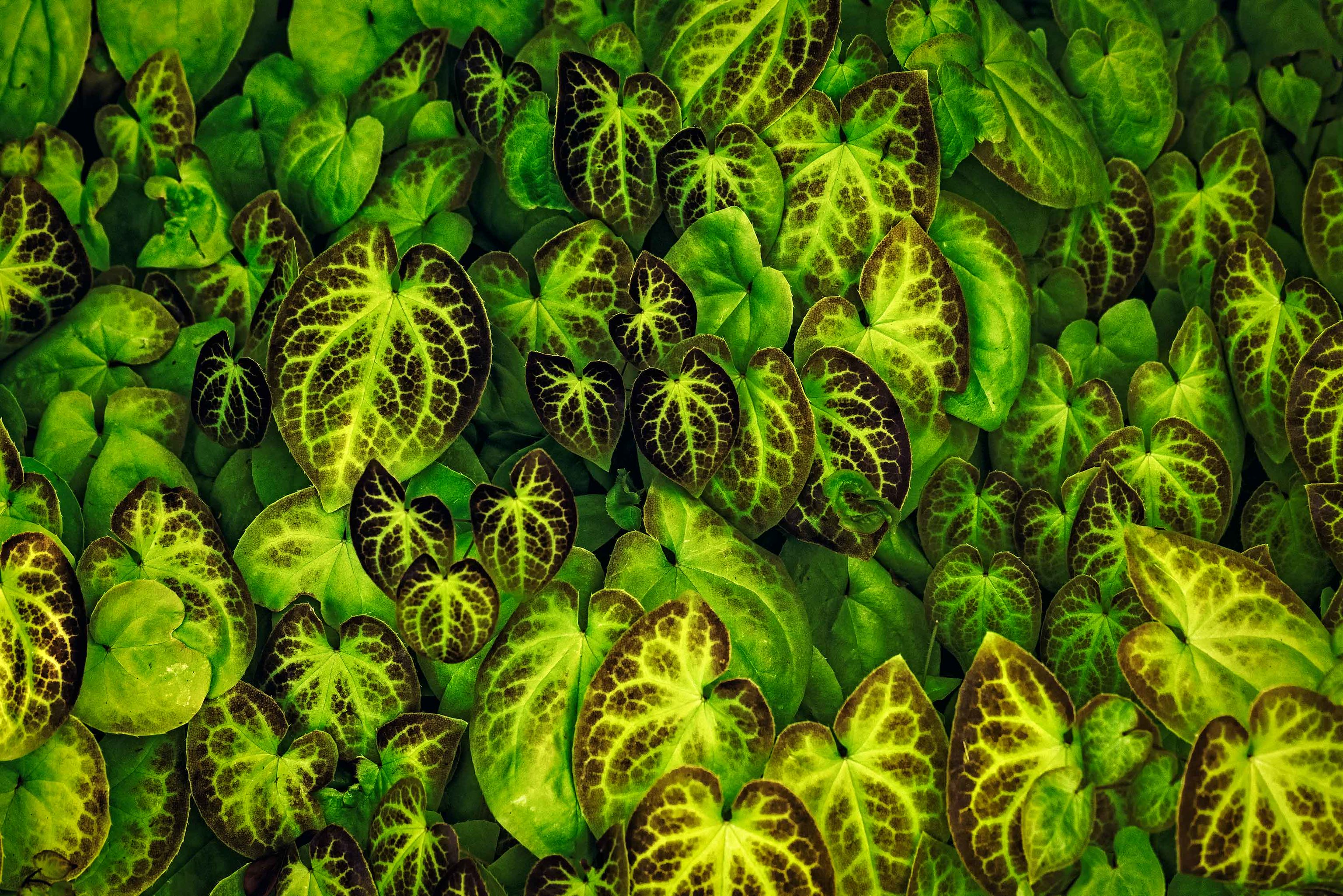 Cool HD Wallpaper leaves, macro, green