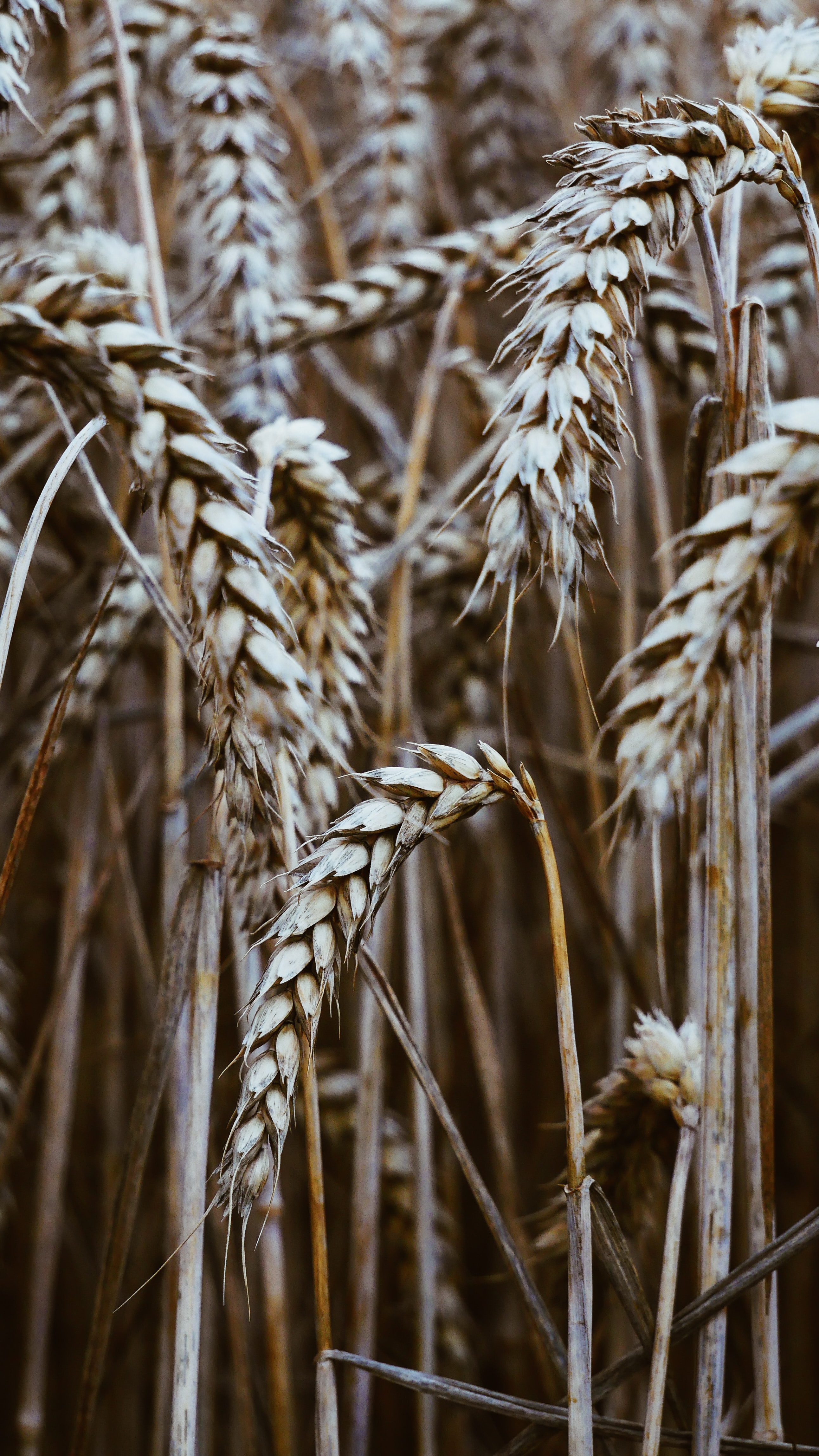 wheat, macro, cereals, grain Cell Phone Image