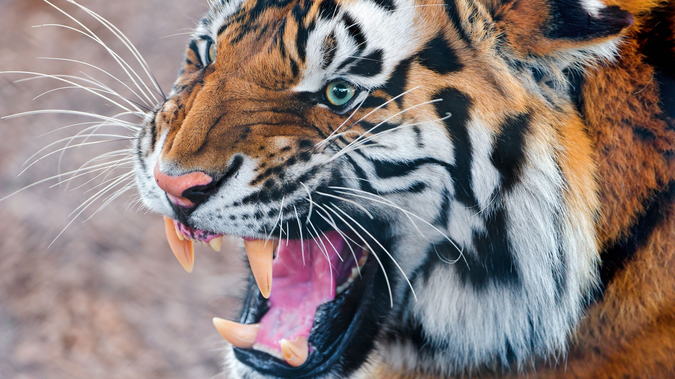 Тайгер тигр рычит